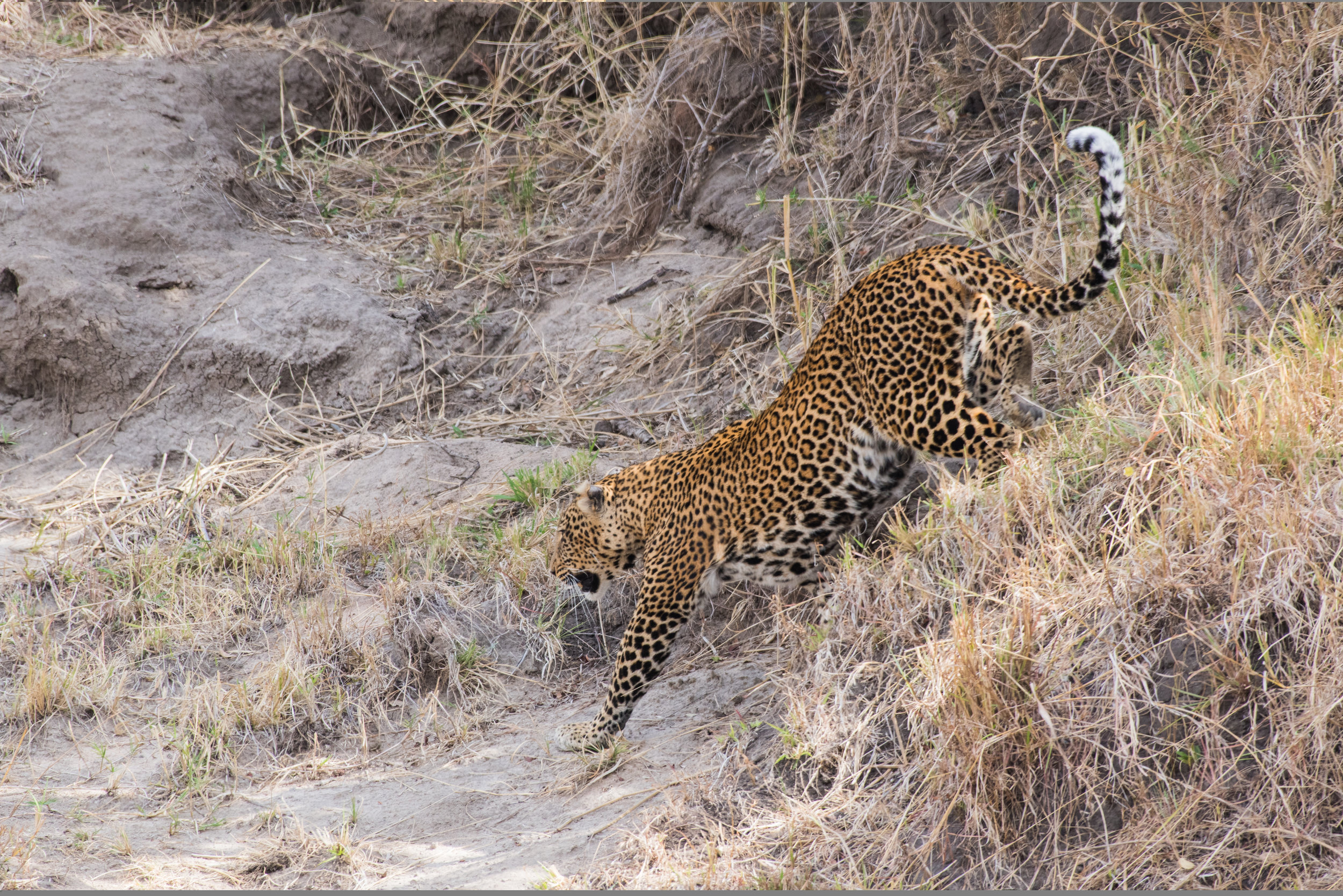 Leopard, Massi Mara