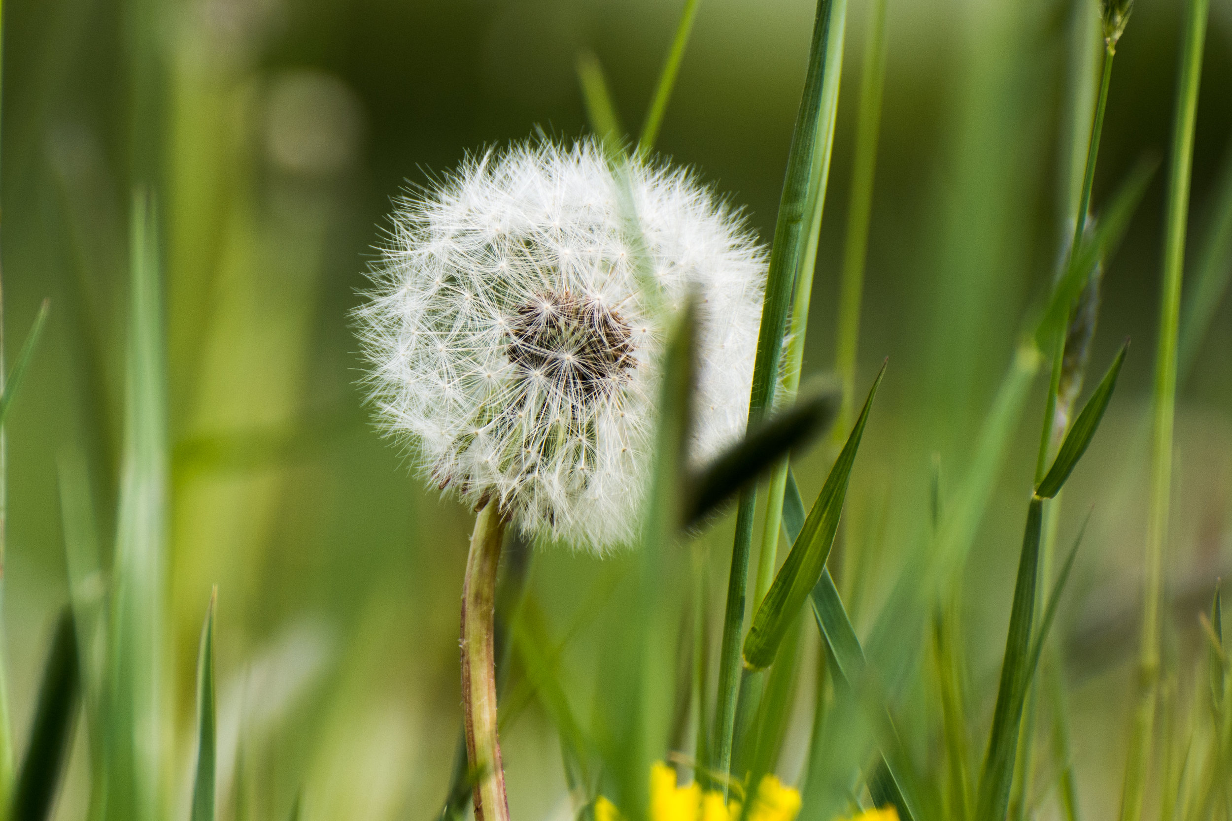 dandelion.jpg