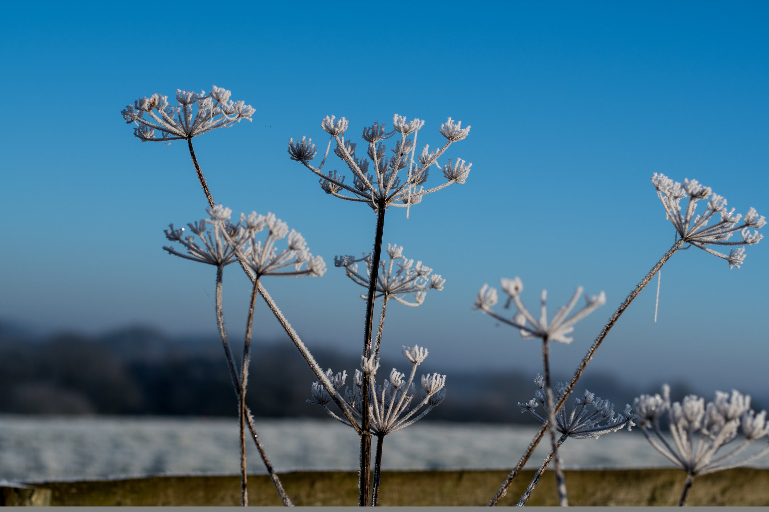 hoar frost.jpg