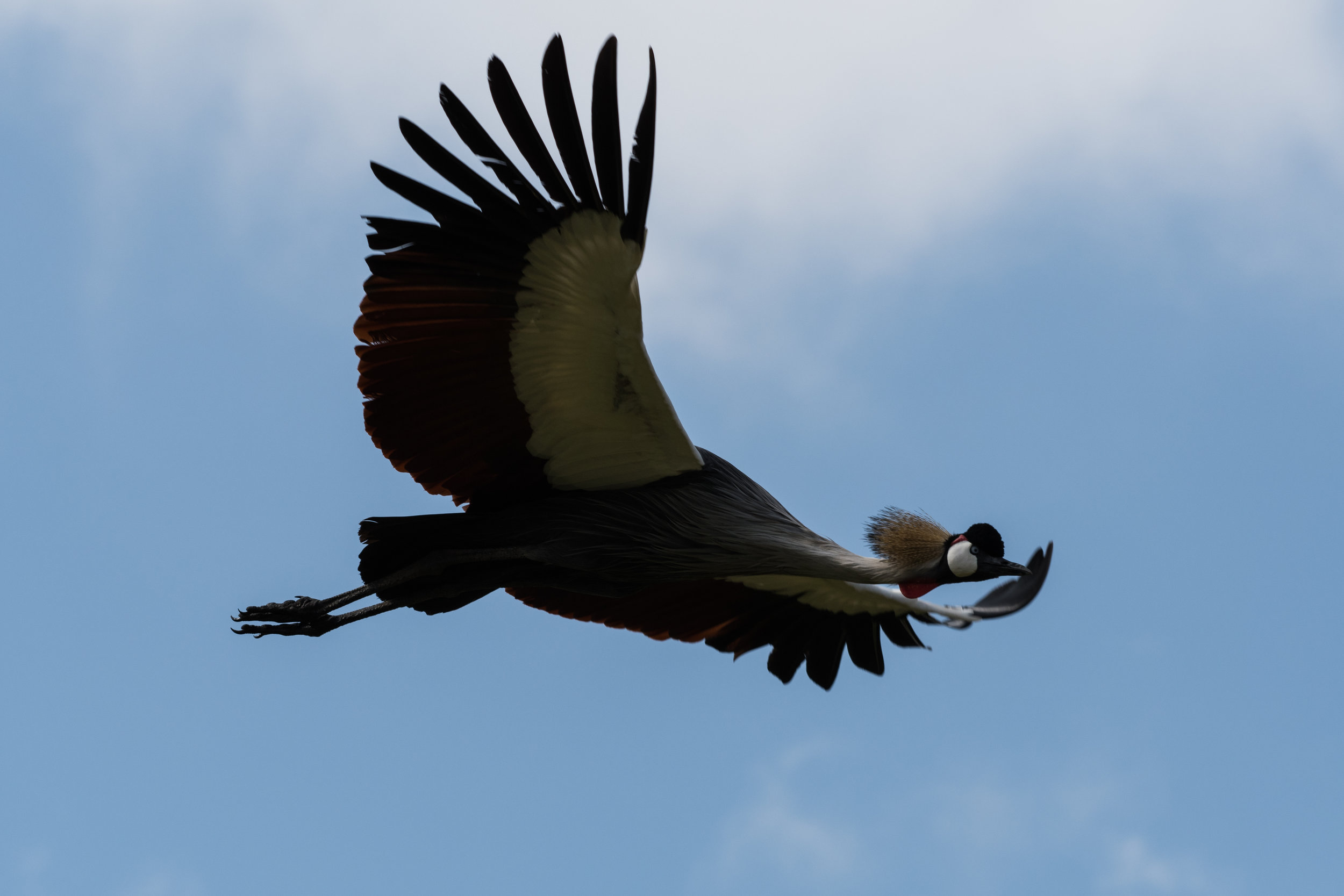 Crested Crane, Uganda