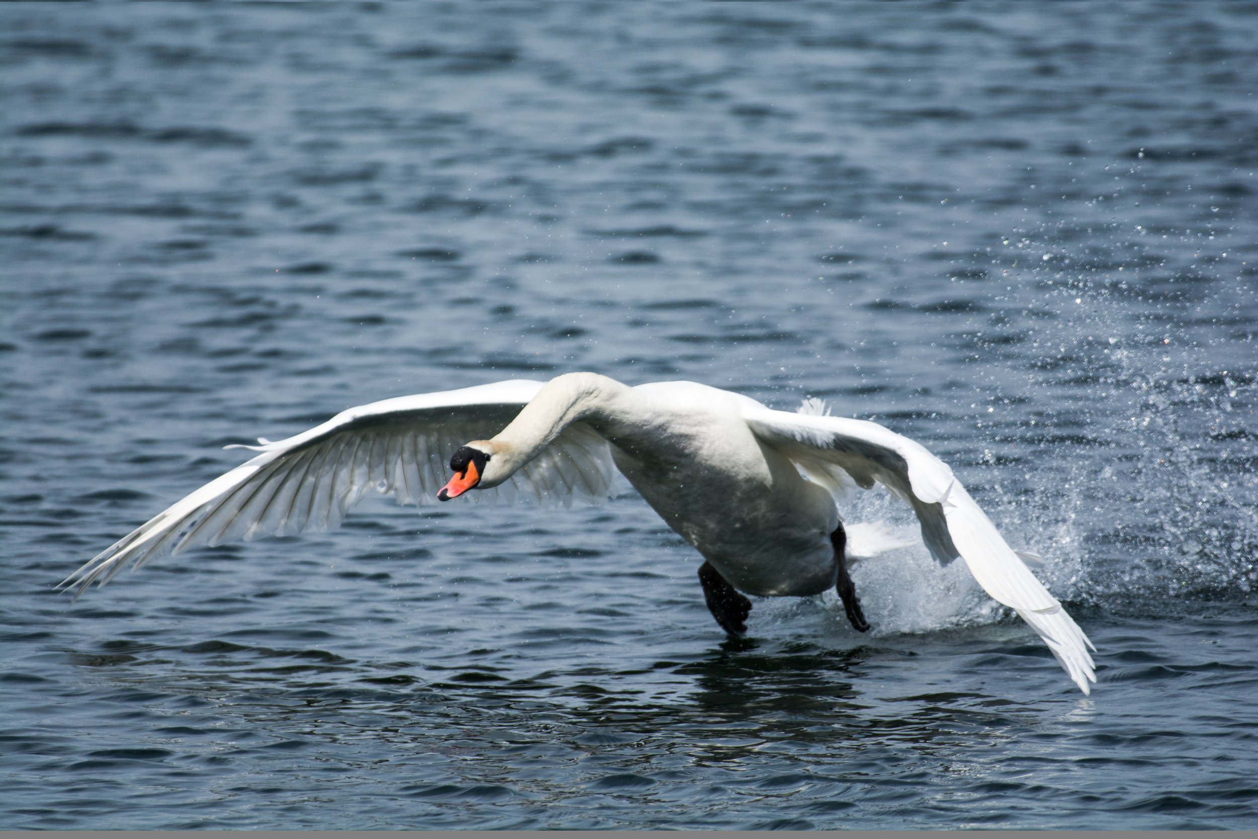 Swan, UK