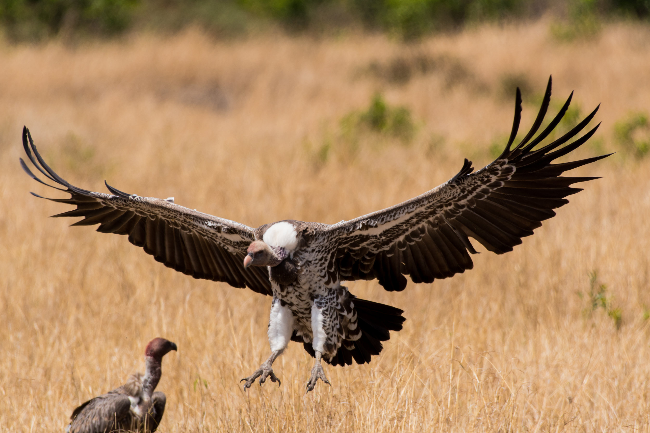 Vulture, Massi Mara, Kenya