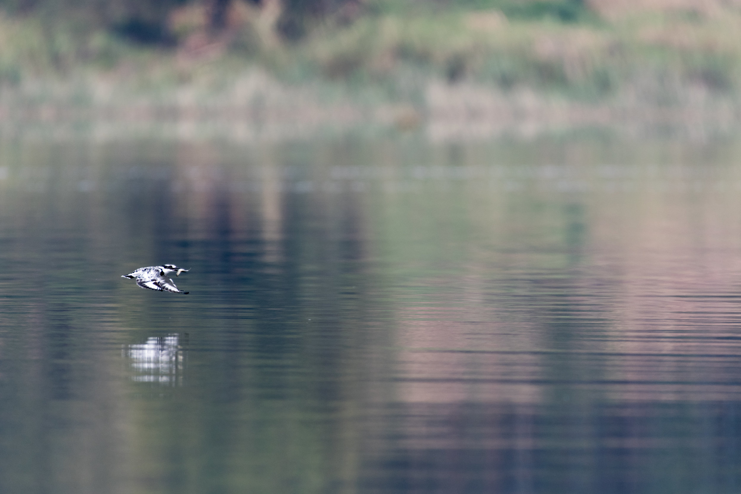 Pied King Fisher,with catch, Uganda