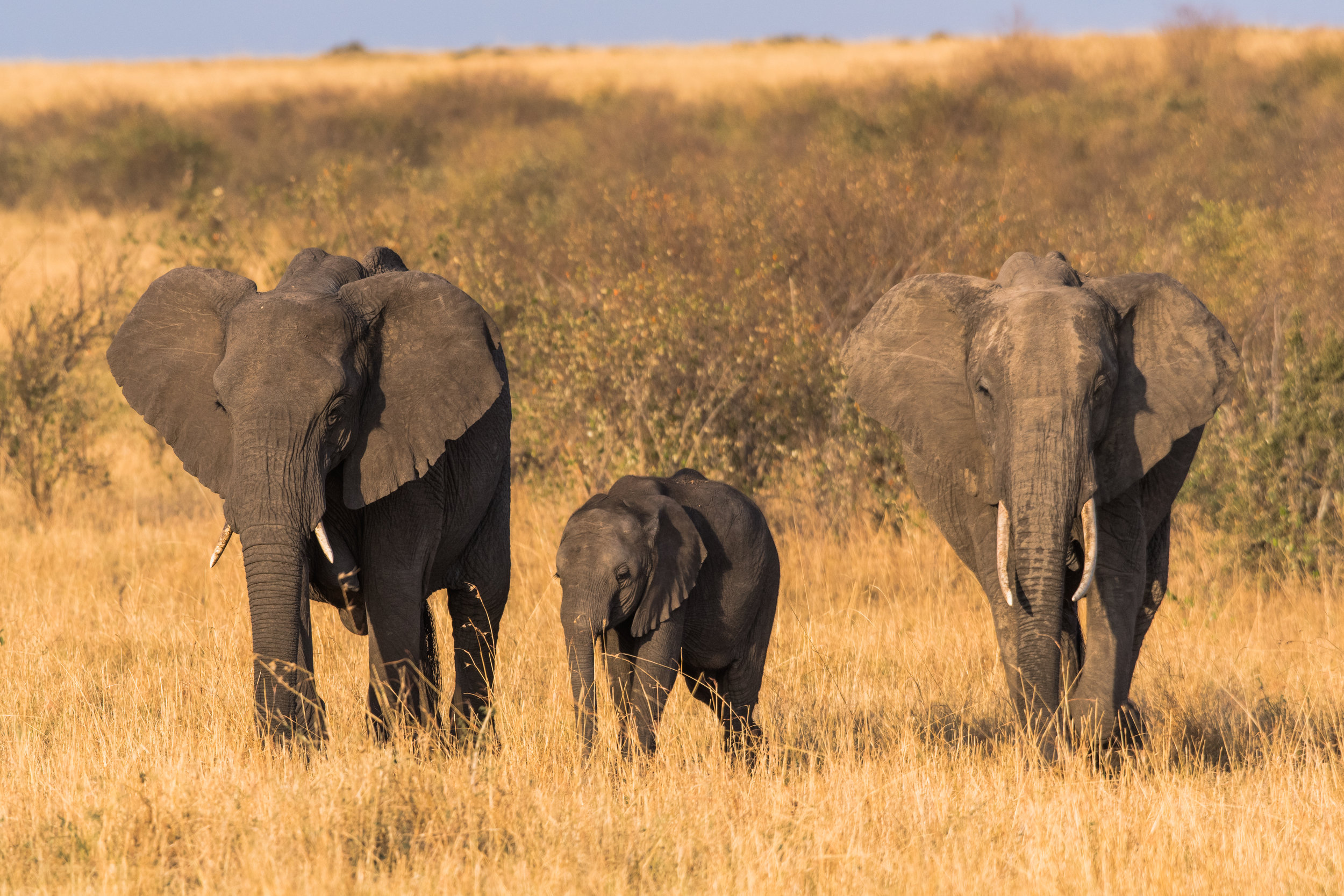 Elephant Family, Massi Mara