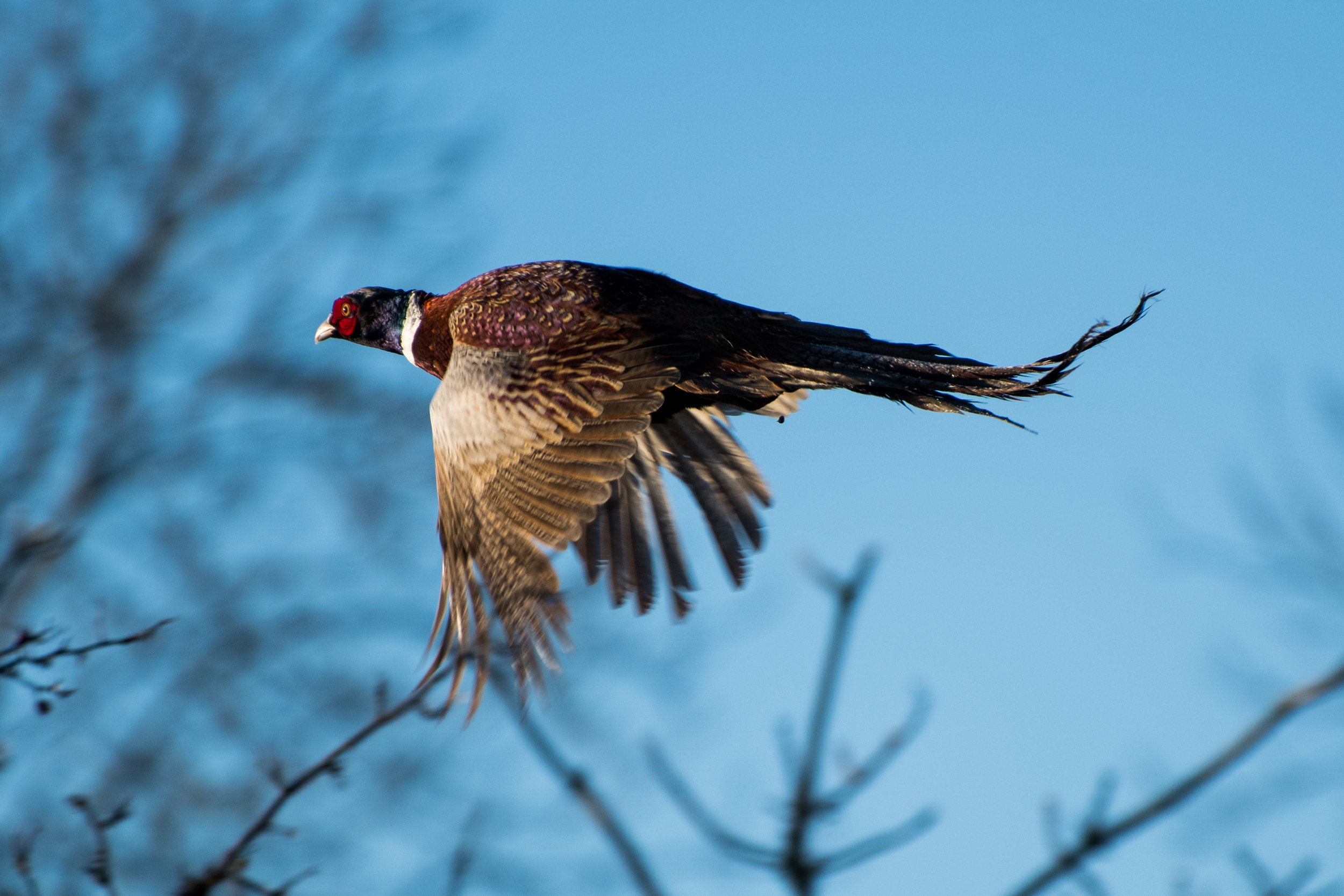 Pheasant, UK