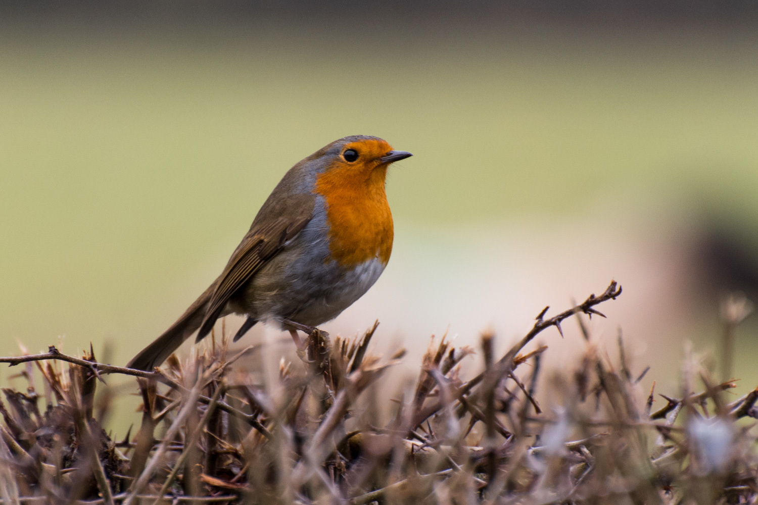 Robin, UK