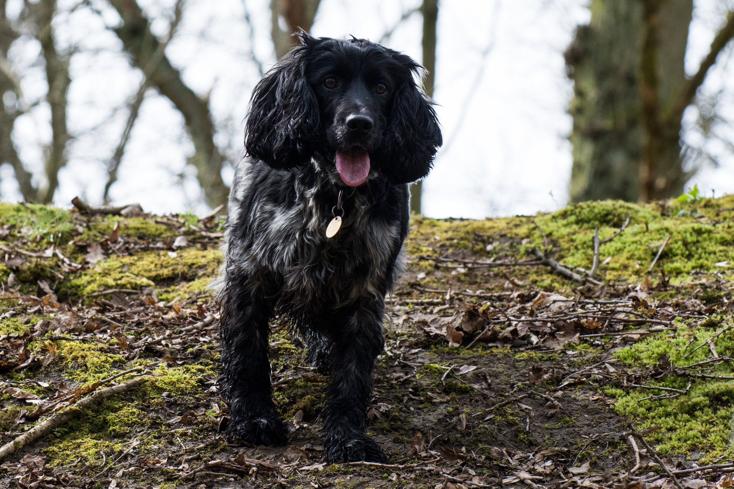 bailey cocker spaniel.jpg