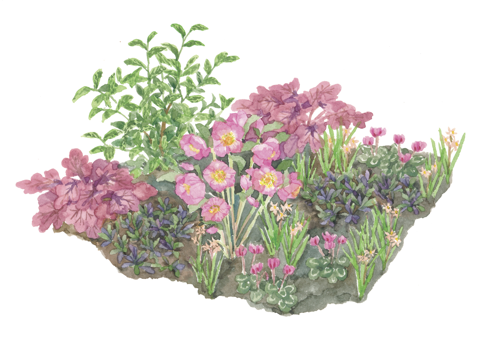 Plants Flowers