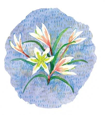 4月　春の期間限定