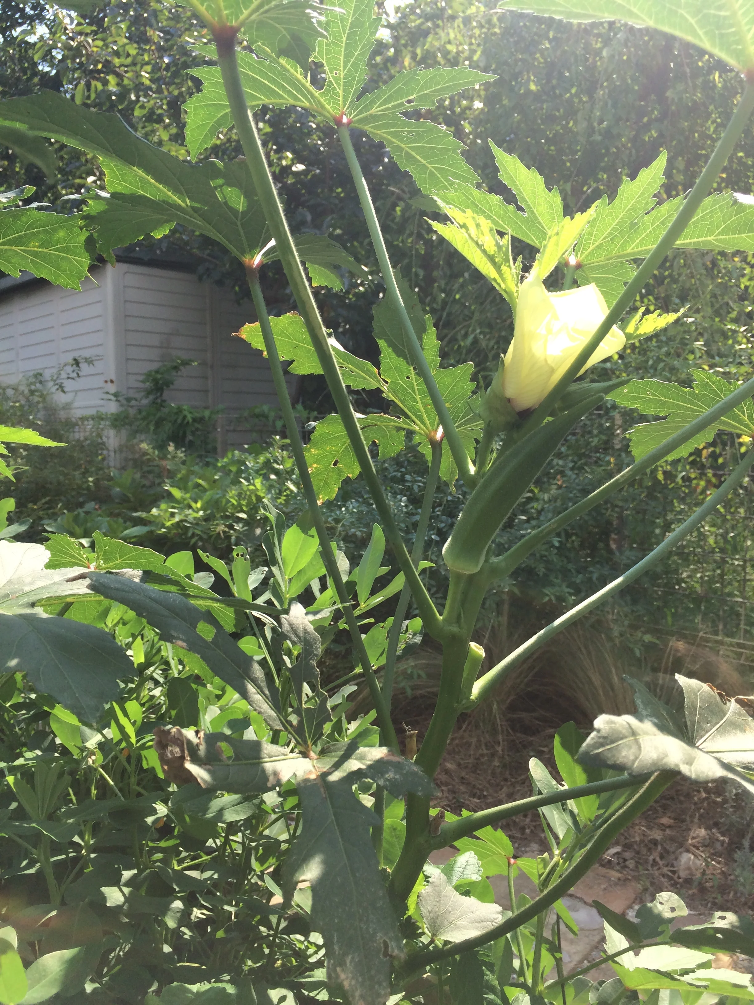 無肥料、無農薬ボックス