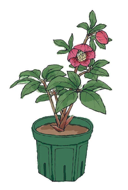 NHK出版　趣味の園芸