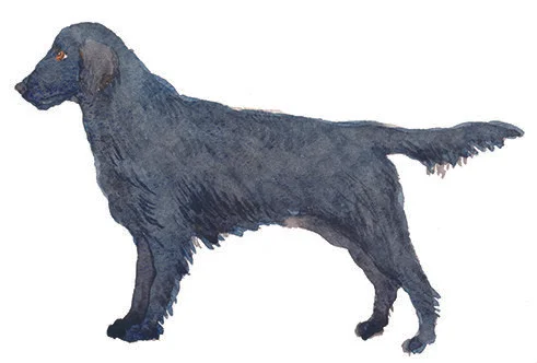 レトリバー　雑誌挿絵