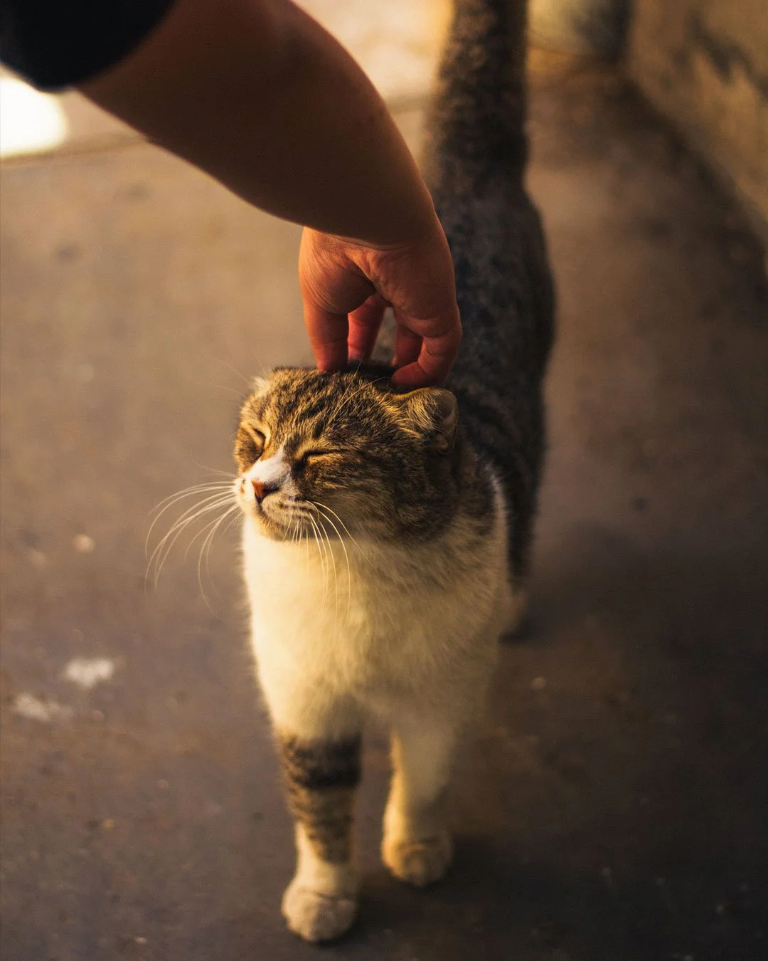 .
.
A cat brushed against my leg.
Today, I was the chosen one.
.
.
猫が足にすり寄ってきた。
今日は、私が選ばれた日。
今日は、ちょっといい日かもしれない。
.
.
.
#KOUTouchOfJoy
#ATouchOfJoy
#SimplePleasures
#QuietMoments
#EverydayBeauty
#SlowLiving
#LifeWithCats
#CatMoments
#MindfulLiving