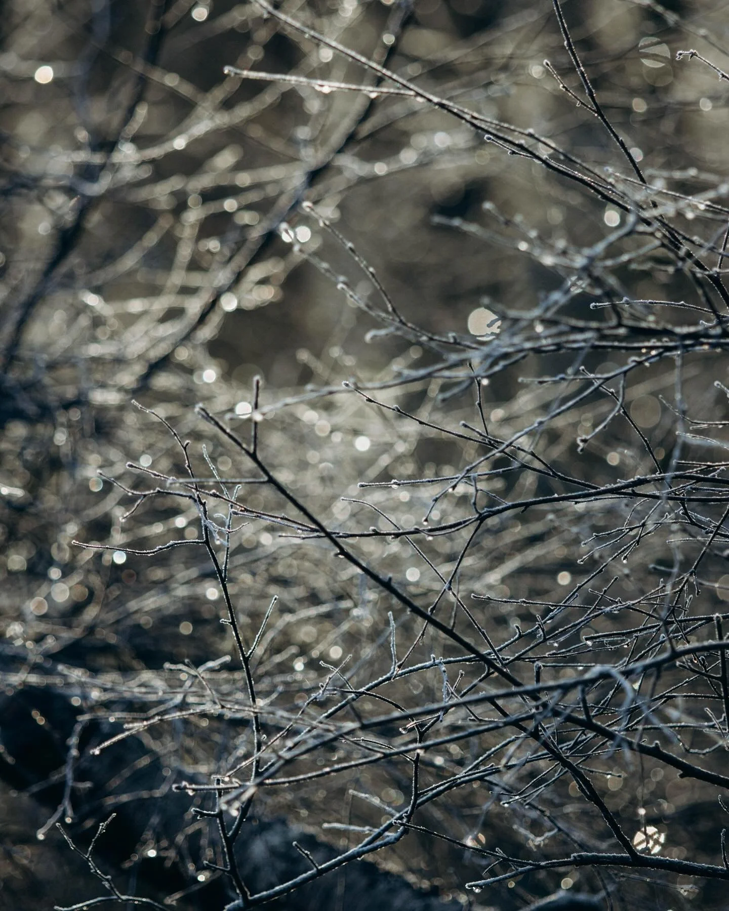 .
.
扉を開けると
一面が霜で白く凍りついていた。
朝日に照らされて、まるで宝石のように。

そして深く息を吸う。
冷たい空気が体のすみずみまで入っていくのを感じながら。

今日もまた、特別な一日がはじまる。
同じ日は二度と出会うことのできない。
今日という日に、幸せを。
.
.
I opened the door
to a world painted white with frost.

The morning sun touched every crystal,
turning the l