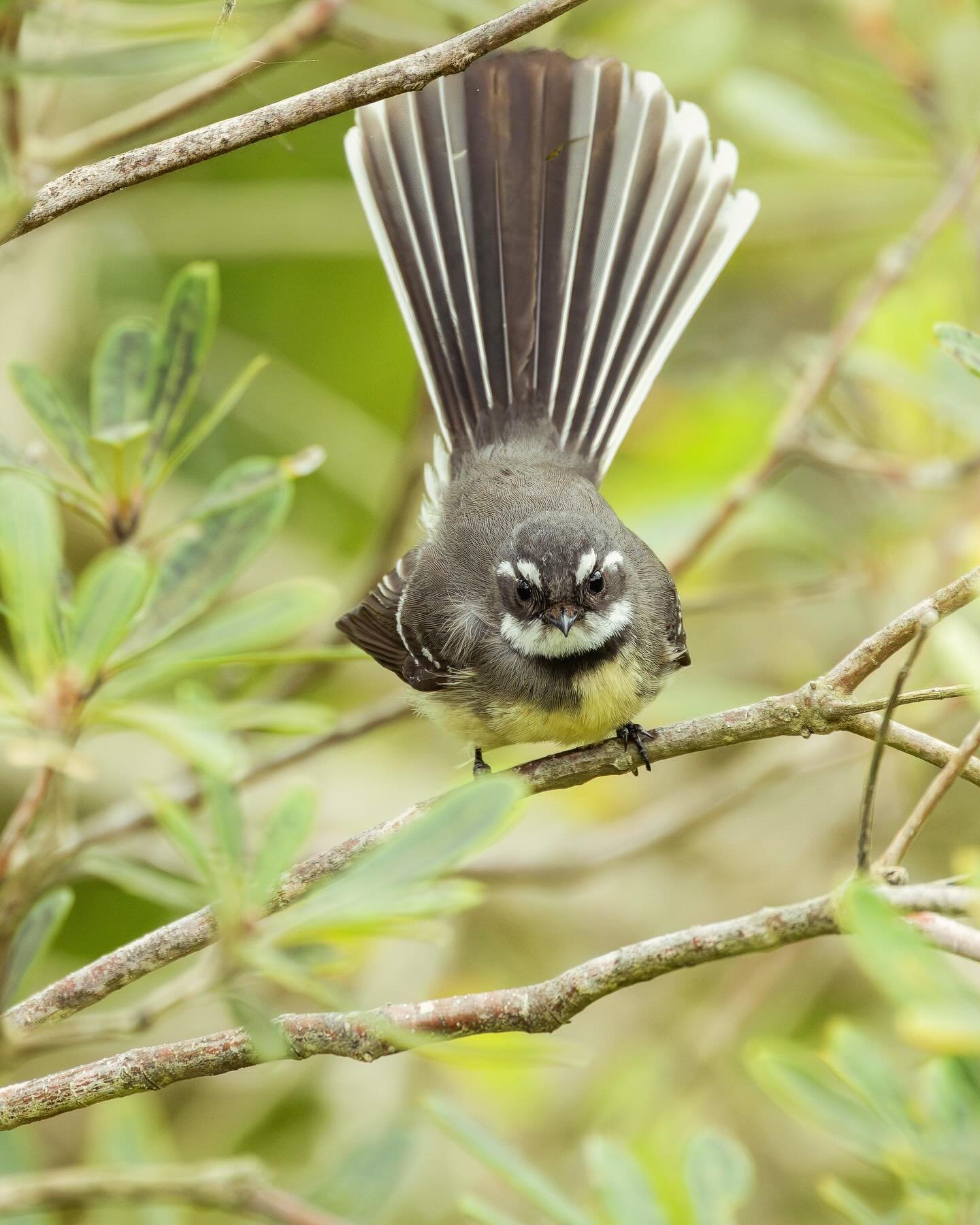 .
.
幸せを運ぶ鳥。
広い庭でひとり黙々と作業をしていると
ふと目の前をふわり、ふわり。
小さなファンテイルが私のまわりを飛び回ってくる。
「今日も来たんだね。」
いつもそばに来ておしゃべりしてくれる、小さなお客さん。
忙しく動く手を少し止めて、
その小さな姿を見つめる時間。
.
.
A little bird that brings happiness.
When I&rsquo;m quietly working alone in the garden, a tiny fantail su