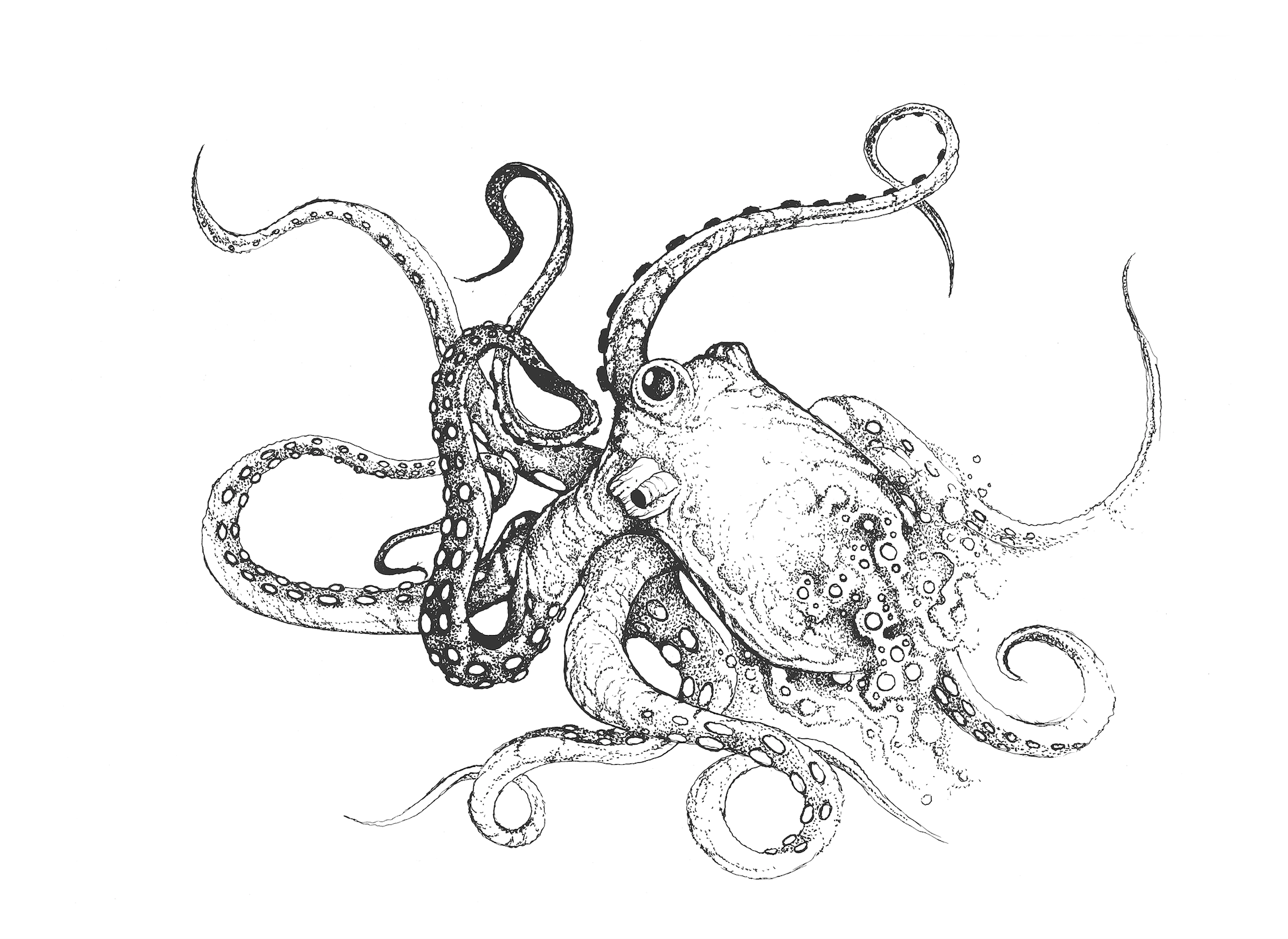 ink on paper, 2013.