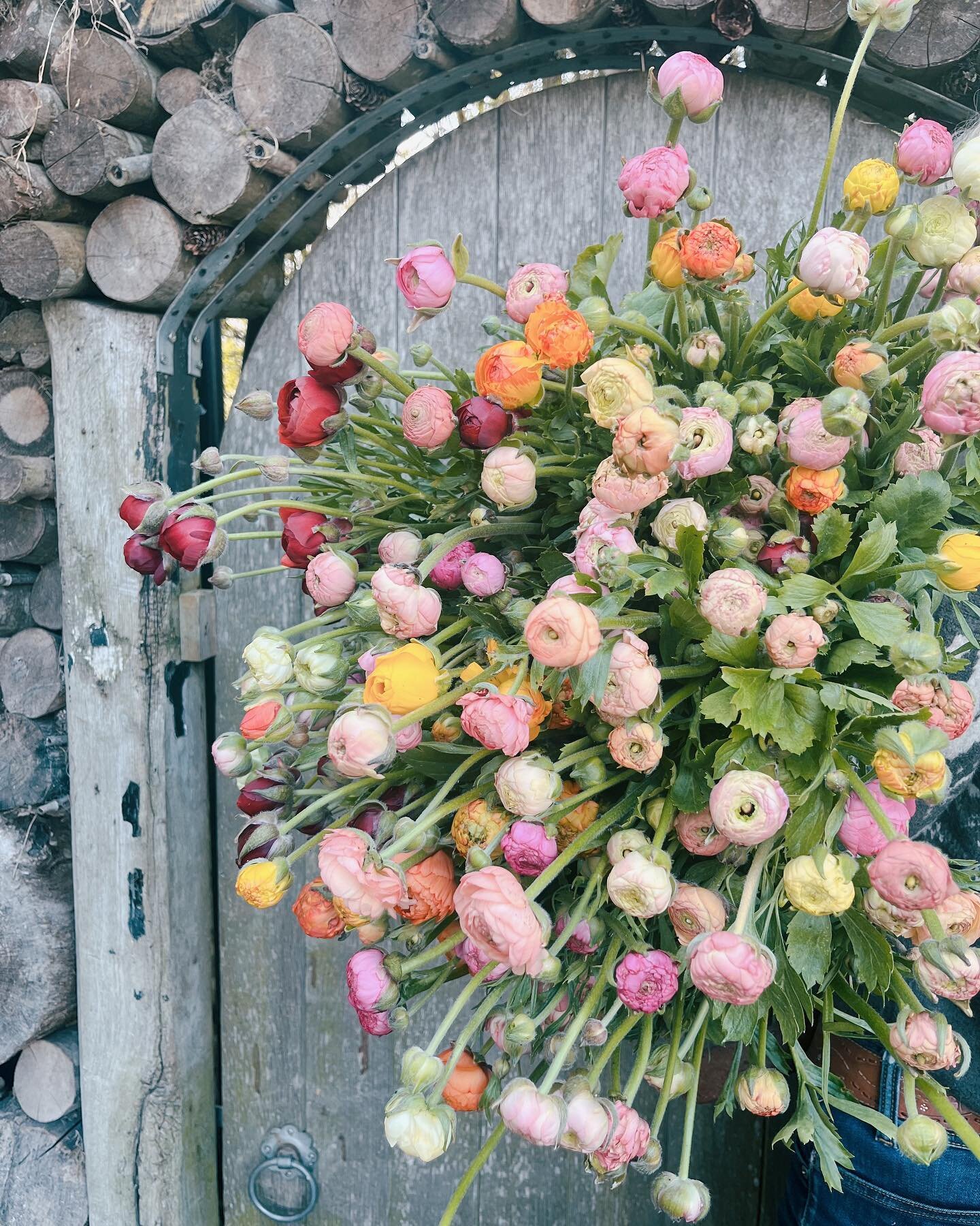 R a n u n c u l u s

Can&rsquo;t wait to work with these gorgeous British flowers grown by @pitfieldbarnflowers this week. 

It&rsquo;s going to be a busy one. 

Today: Hand Tied Bouquet workshop.

Wednesday: Introduction to Floristry Masterclass.

T