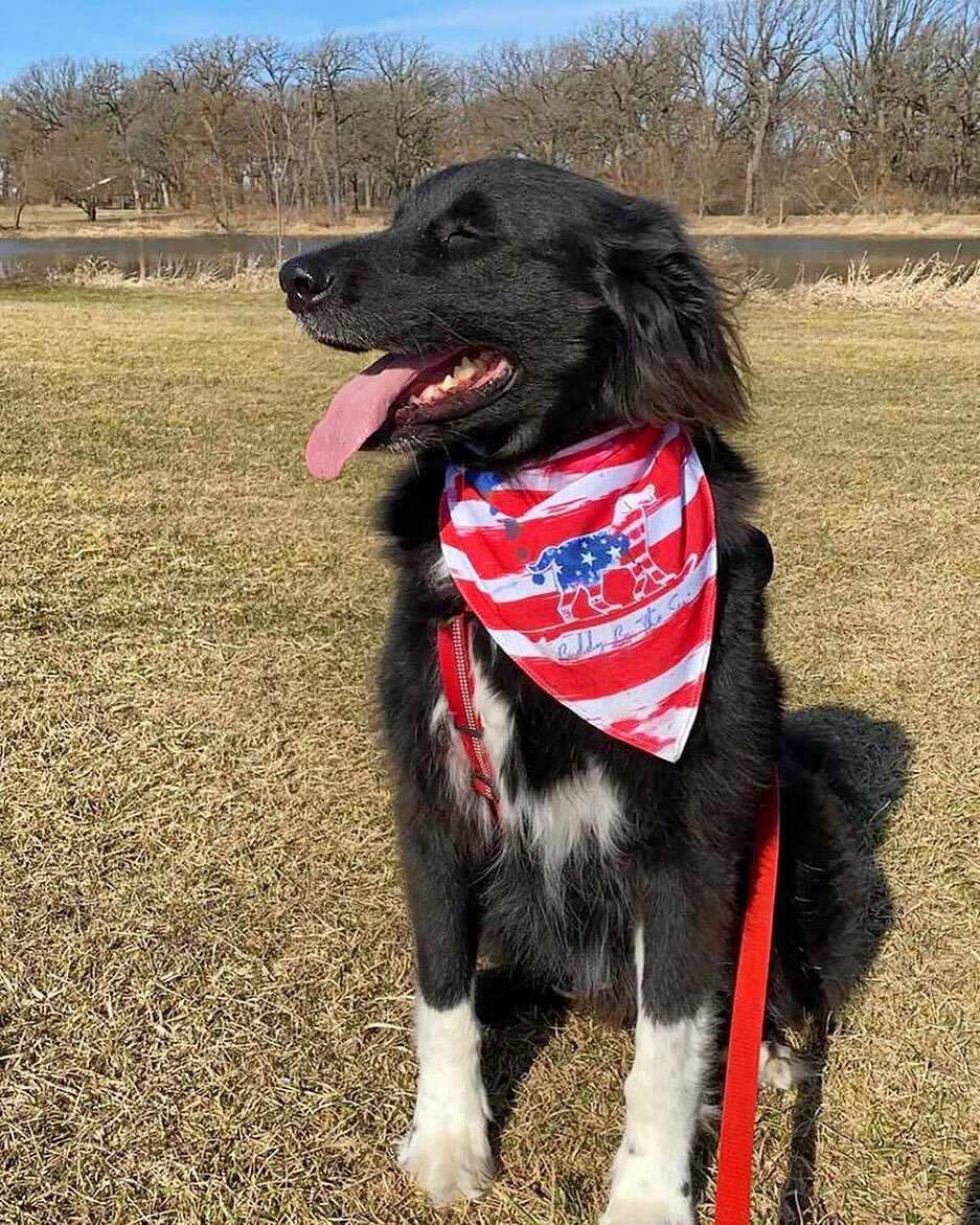 Leo loves our patriotic pup bandana! Tap to shop 🐕&zwj;🦺❤️💙 
&bull;
&bull;
DM us your buddy pics to be featured
📸: @sampersin