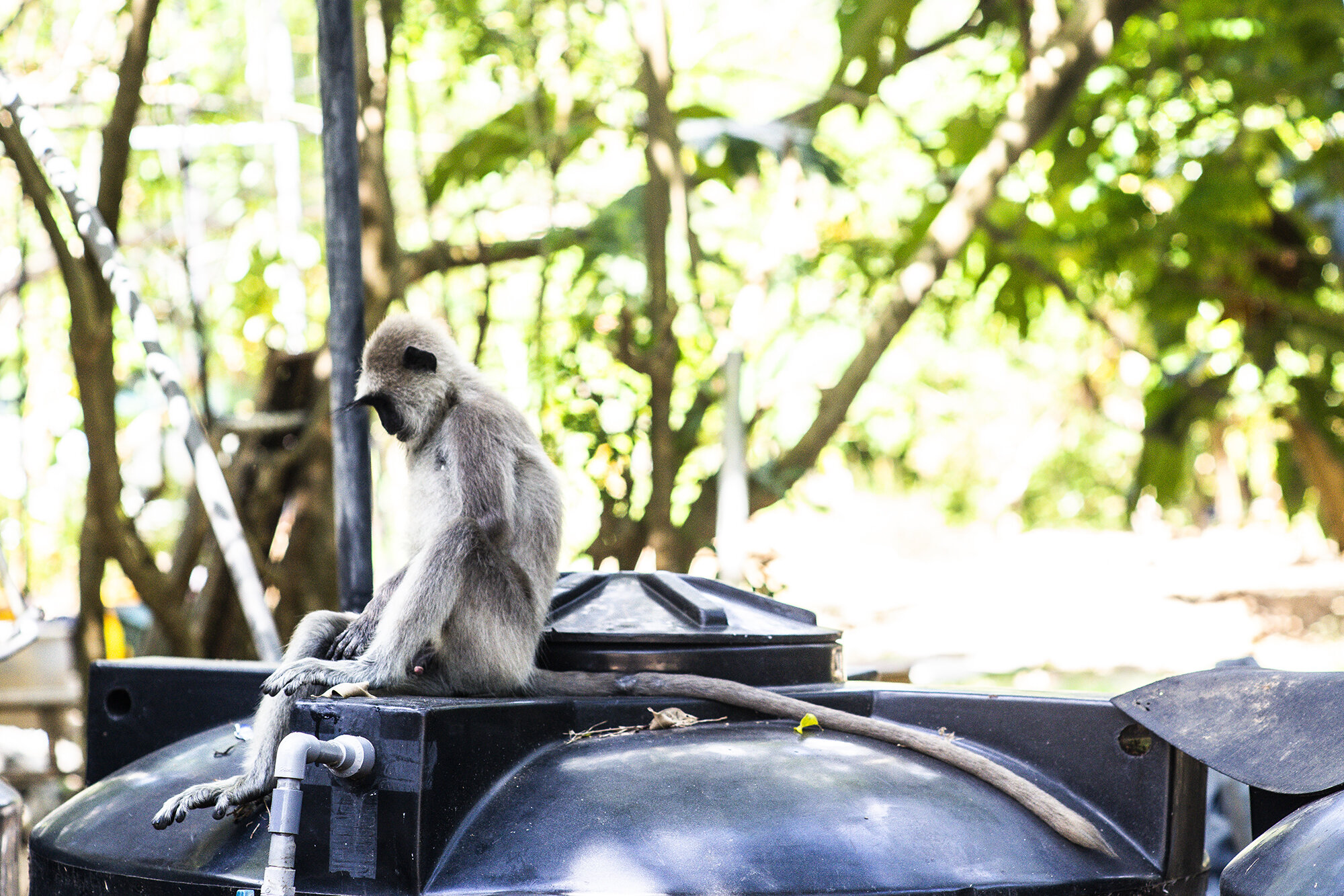 Langur's Langour 