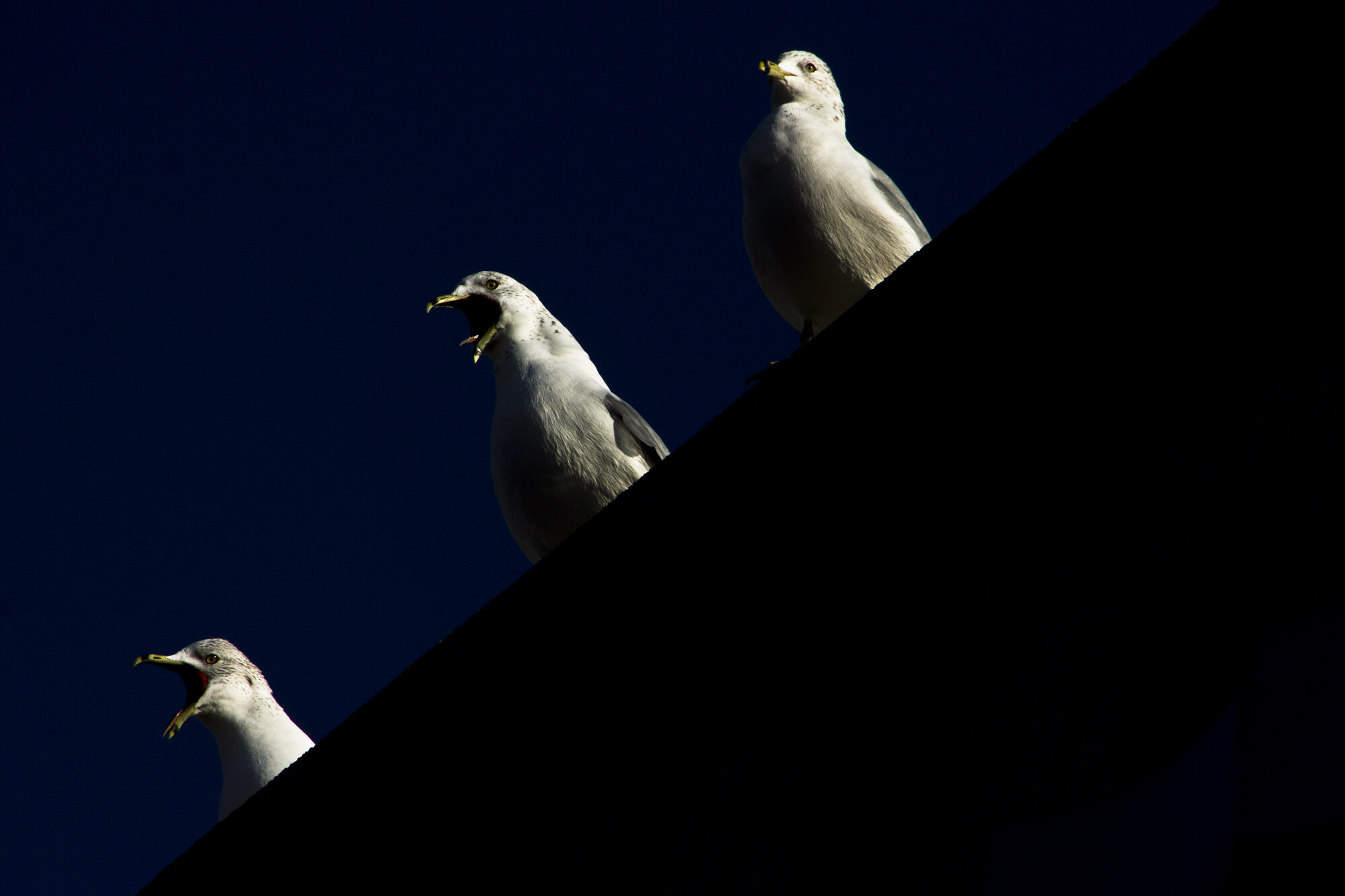 Three Seagulls on a Ledge