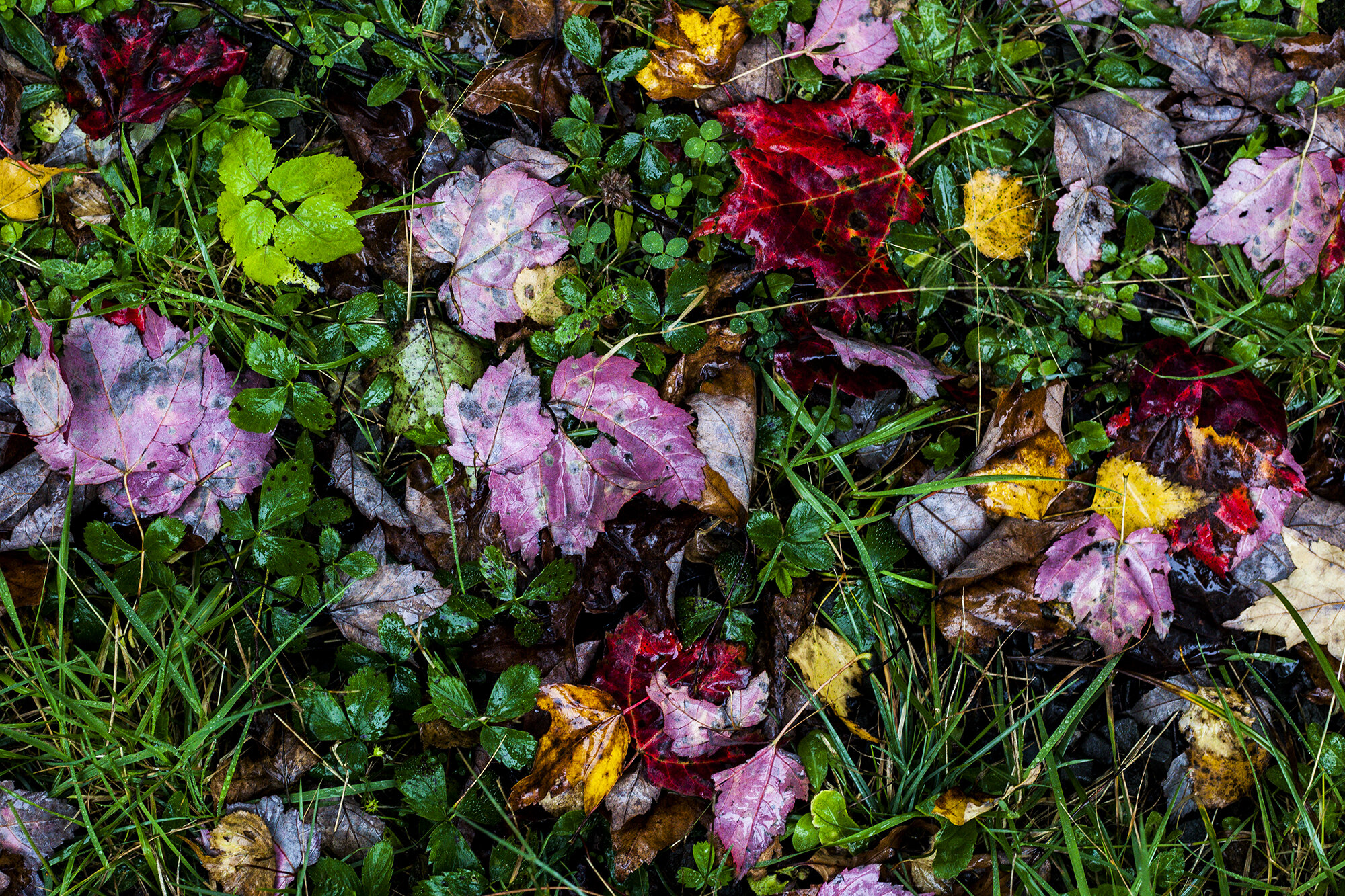 Autumn Leaves on The Forest Floor