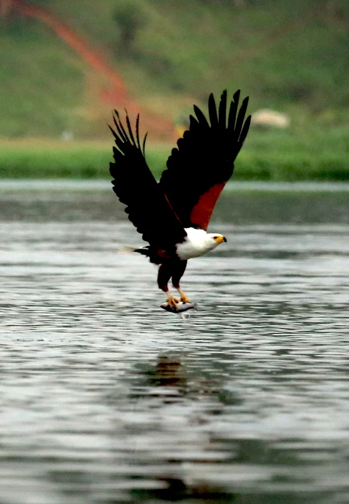 The Victoria Nile River