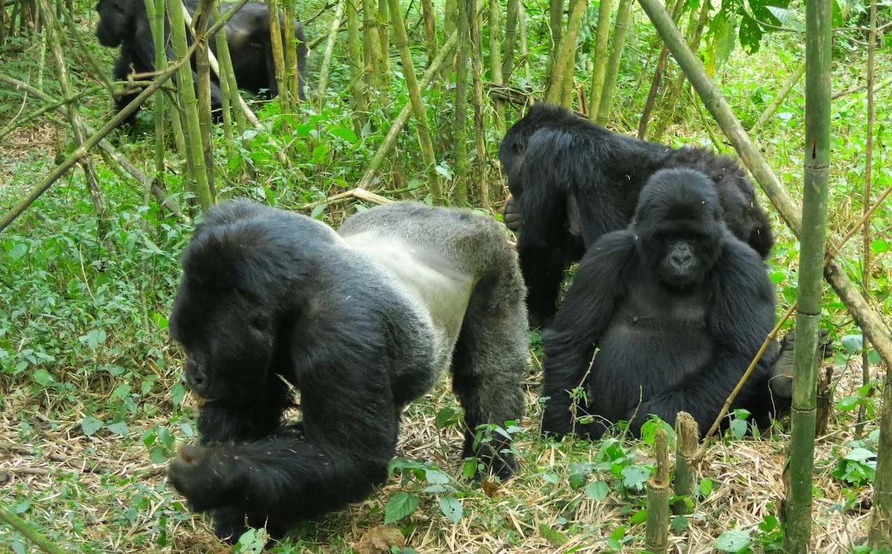 Mountain Gorillas in Rwanda