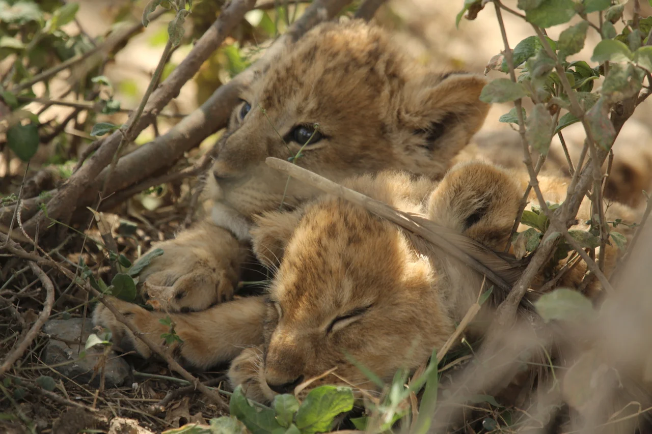 Serengeti Game Reserve to Snake Park