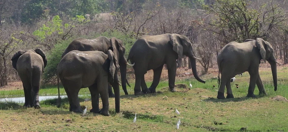 Warthogs, Lake Kariba