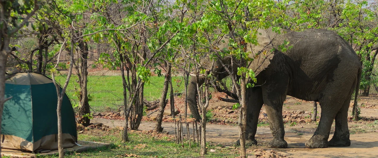 Elephants, Cook Groups & Rugby!