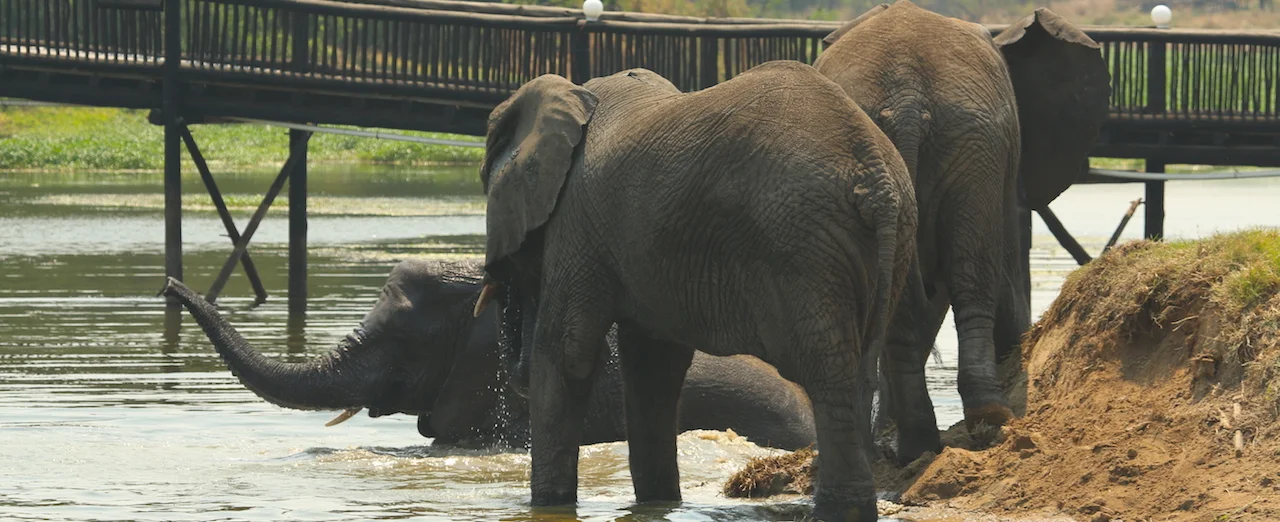 Blogging at Antelope Park