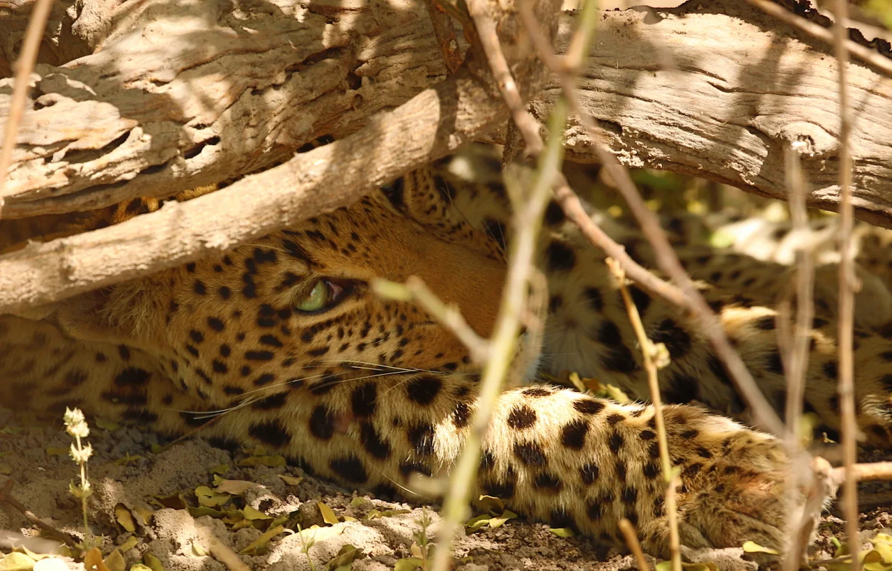 A day in the Moremi Game Reserve