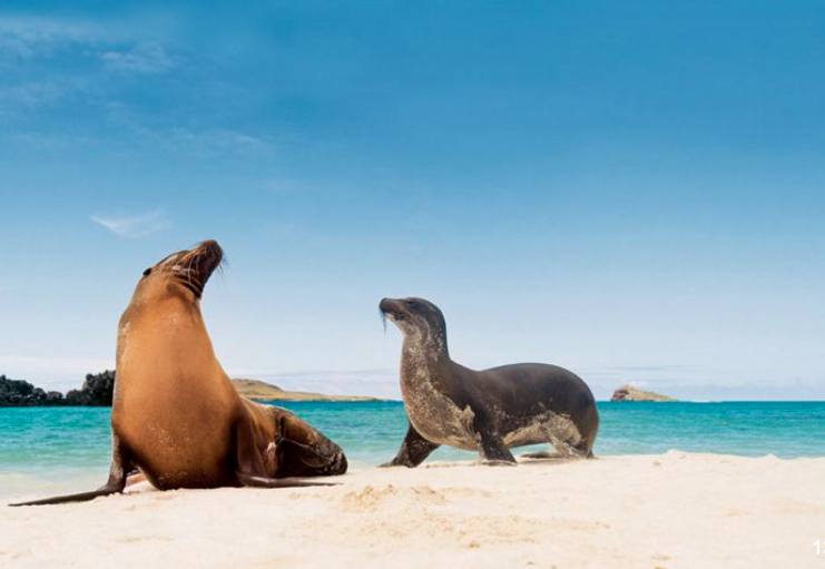 Silverseas Galapagos.png