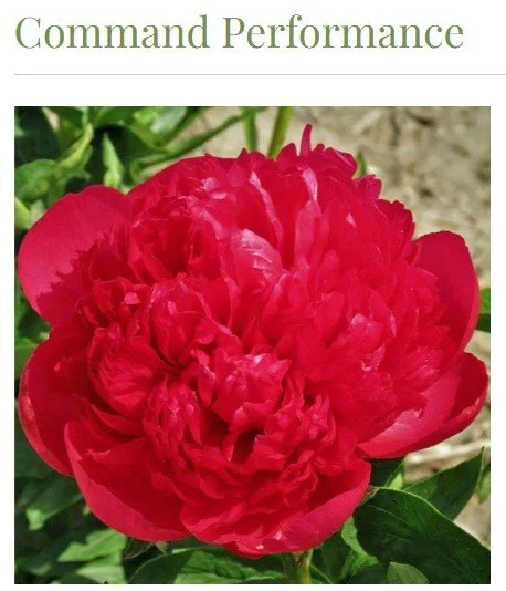 command performance.jpg