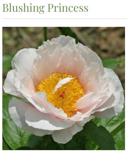 blushing princess.jpg
