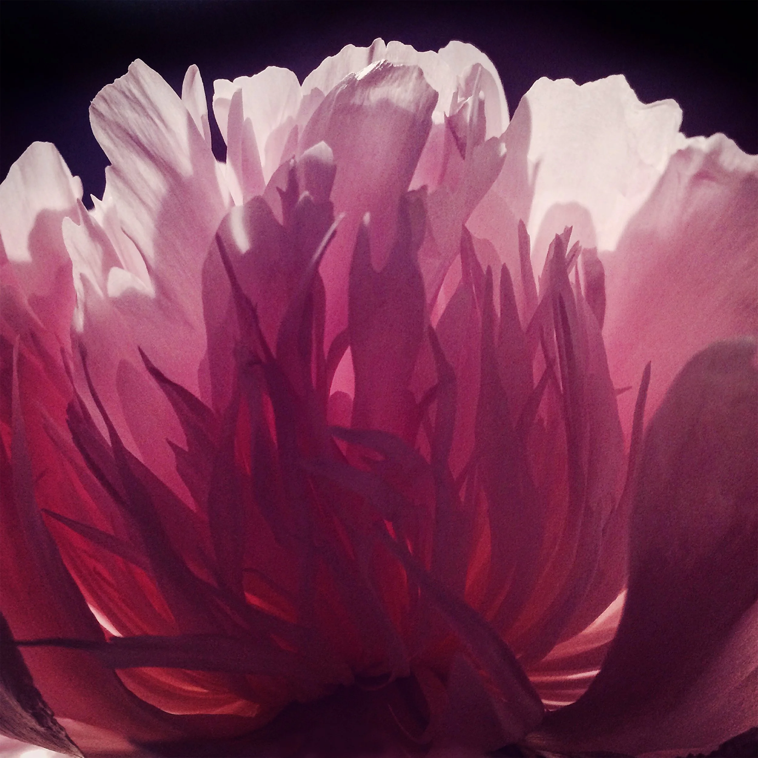 peony 2 for shop@3x.jpg