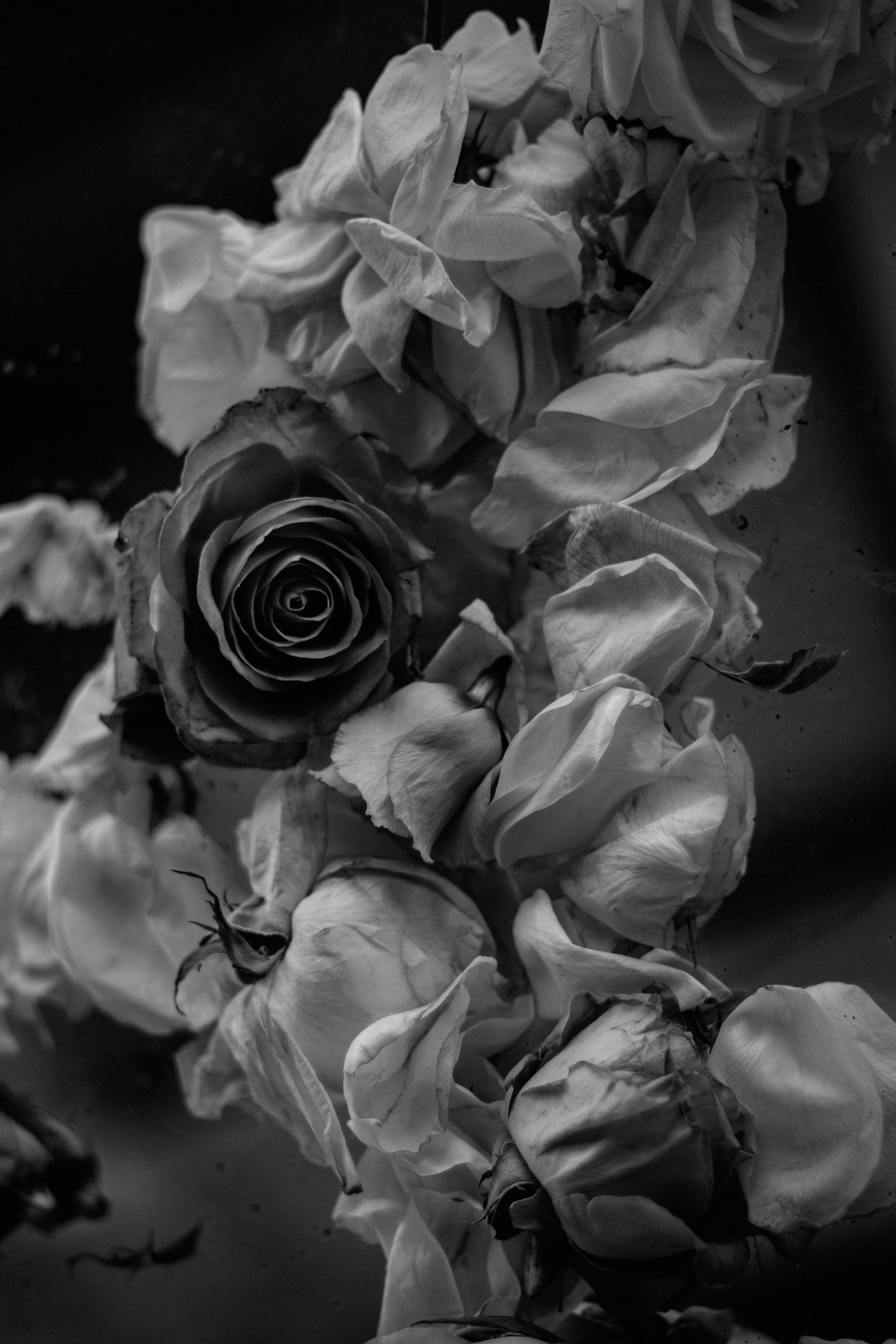 roses black n white.jpg