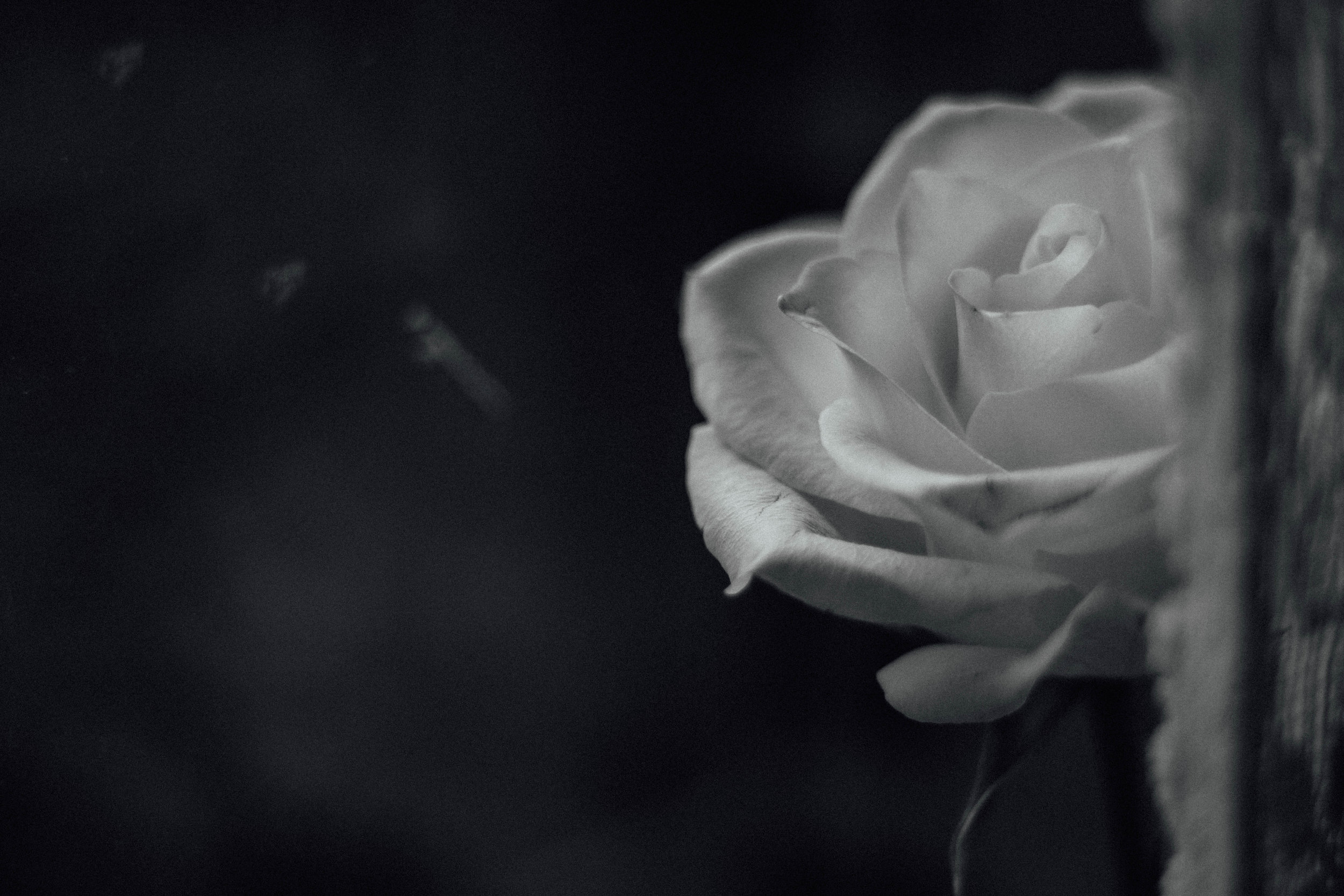 black and white rose.jpg