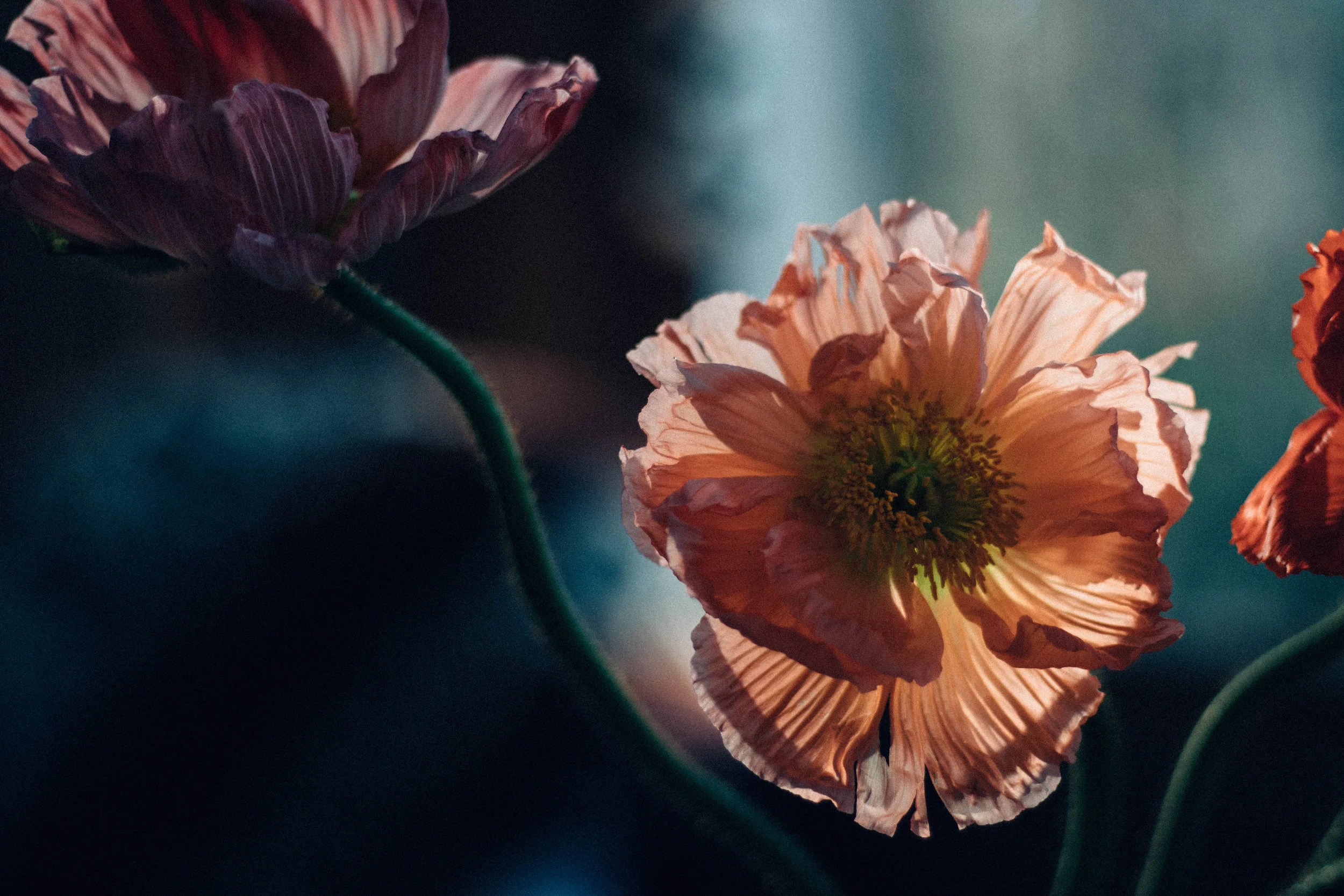 3 poppies.jpg