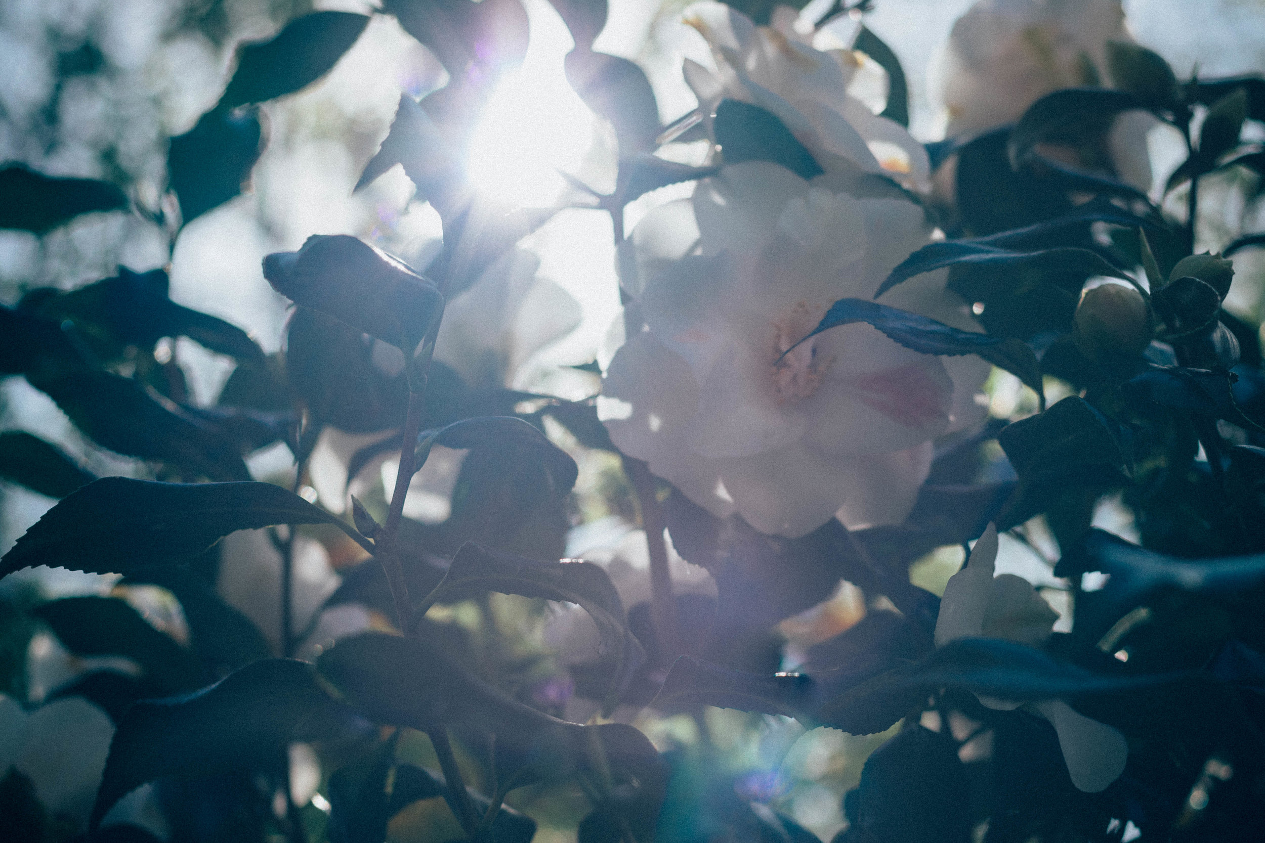 camellia bush.jpg