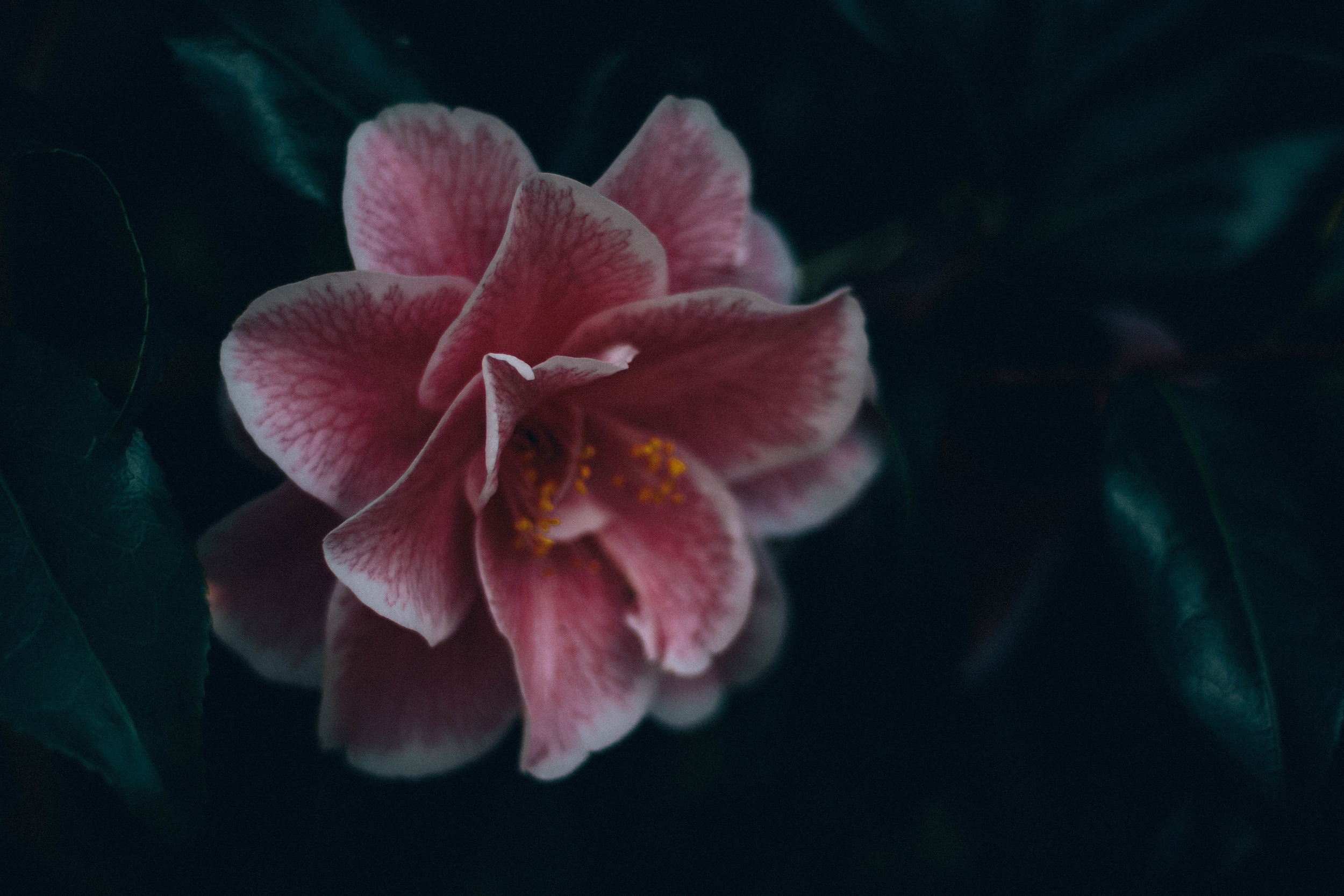 camellia pink.jpg