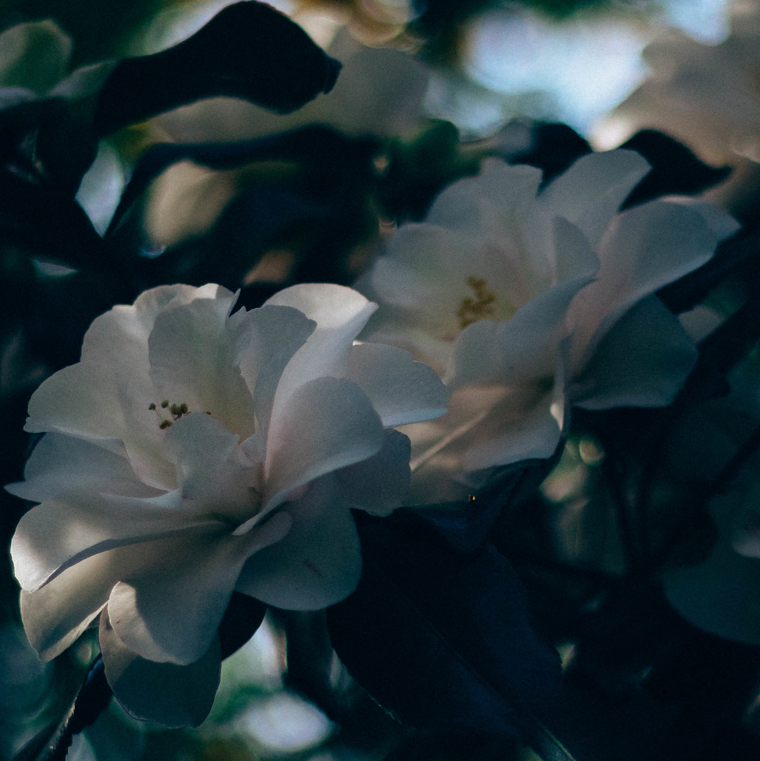 camellia white.jpg