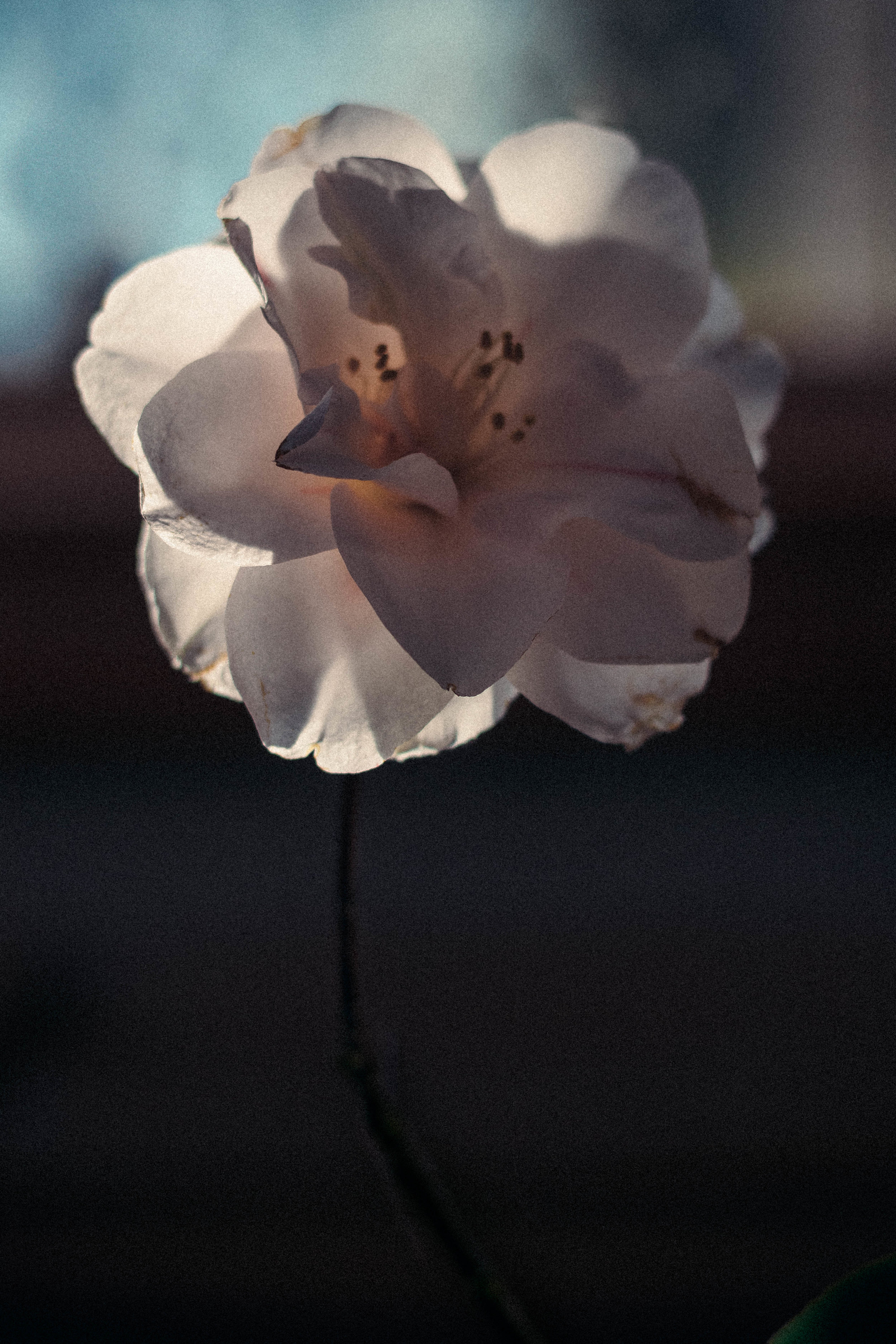 single camellia.jpg