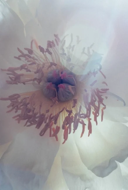 LOW RES peony white.jpg