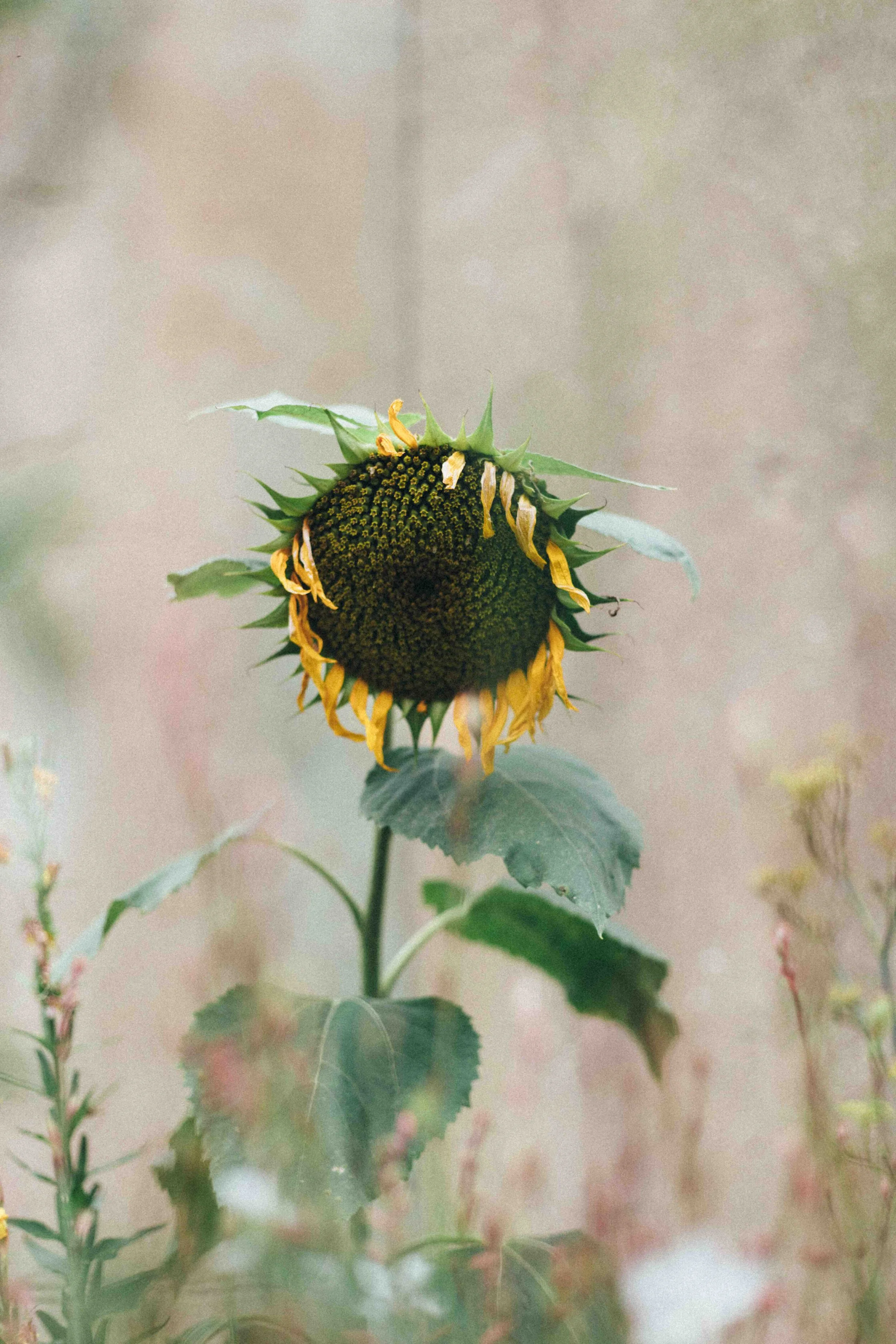 sunflowers-0341 low res.jpg