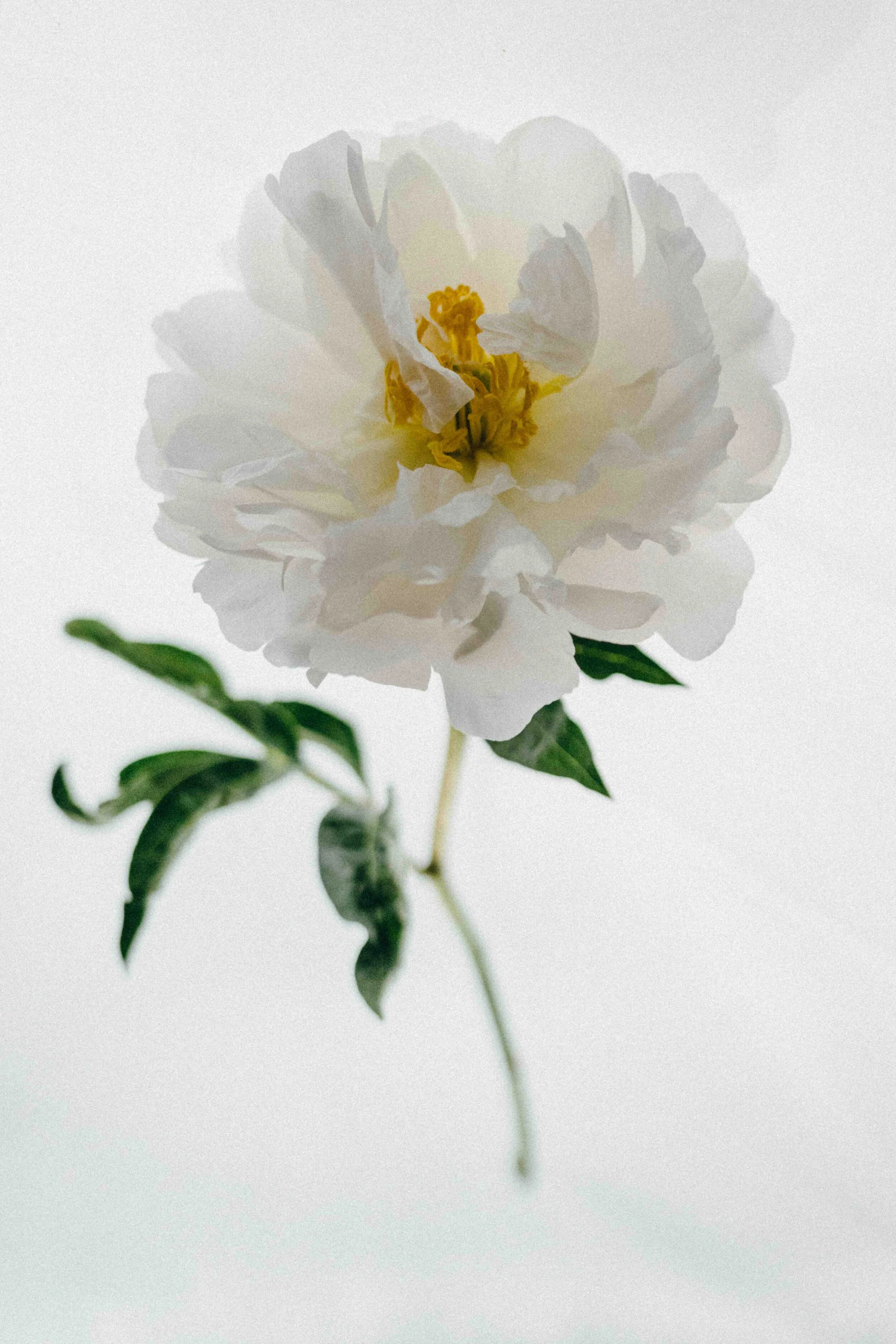 white peony-9413 low res.jpg