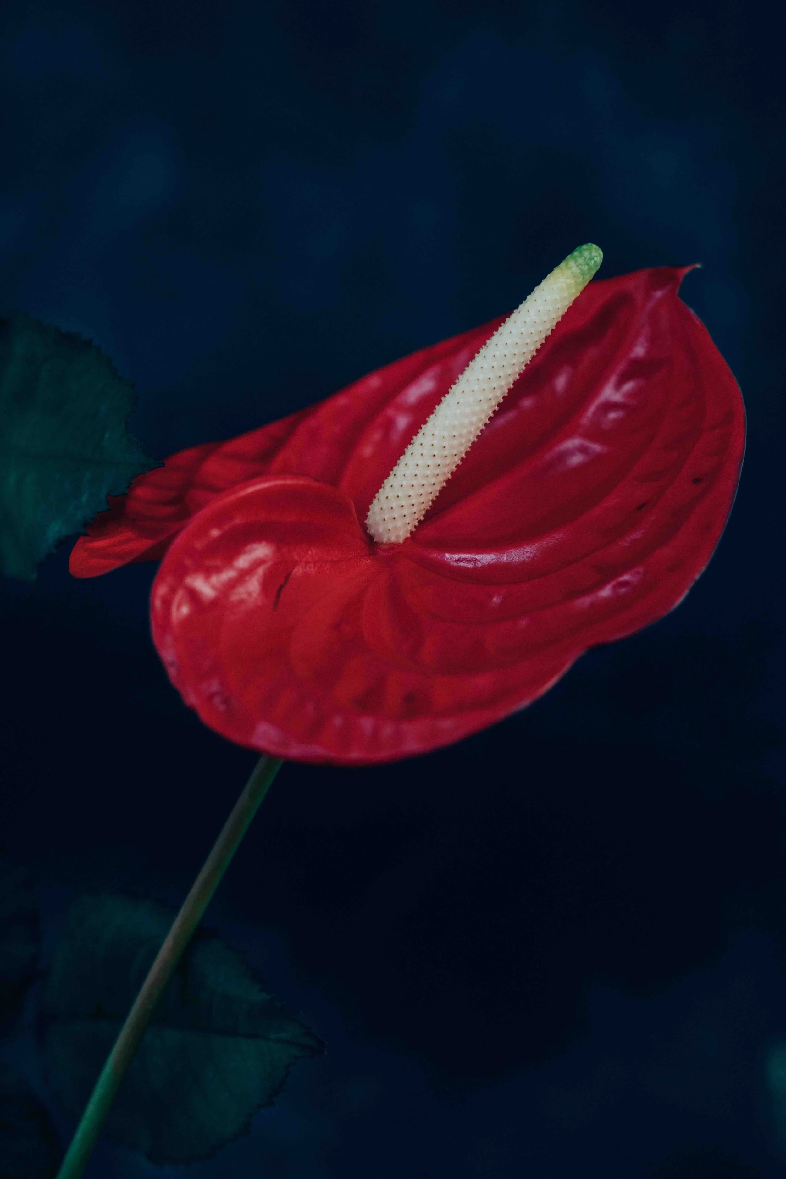 botanical prints-5087 low res.jpg
