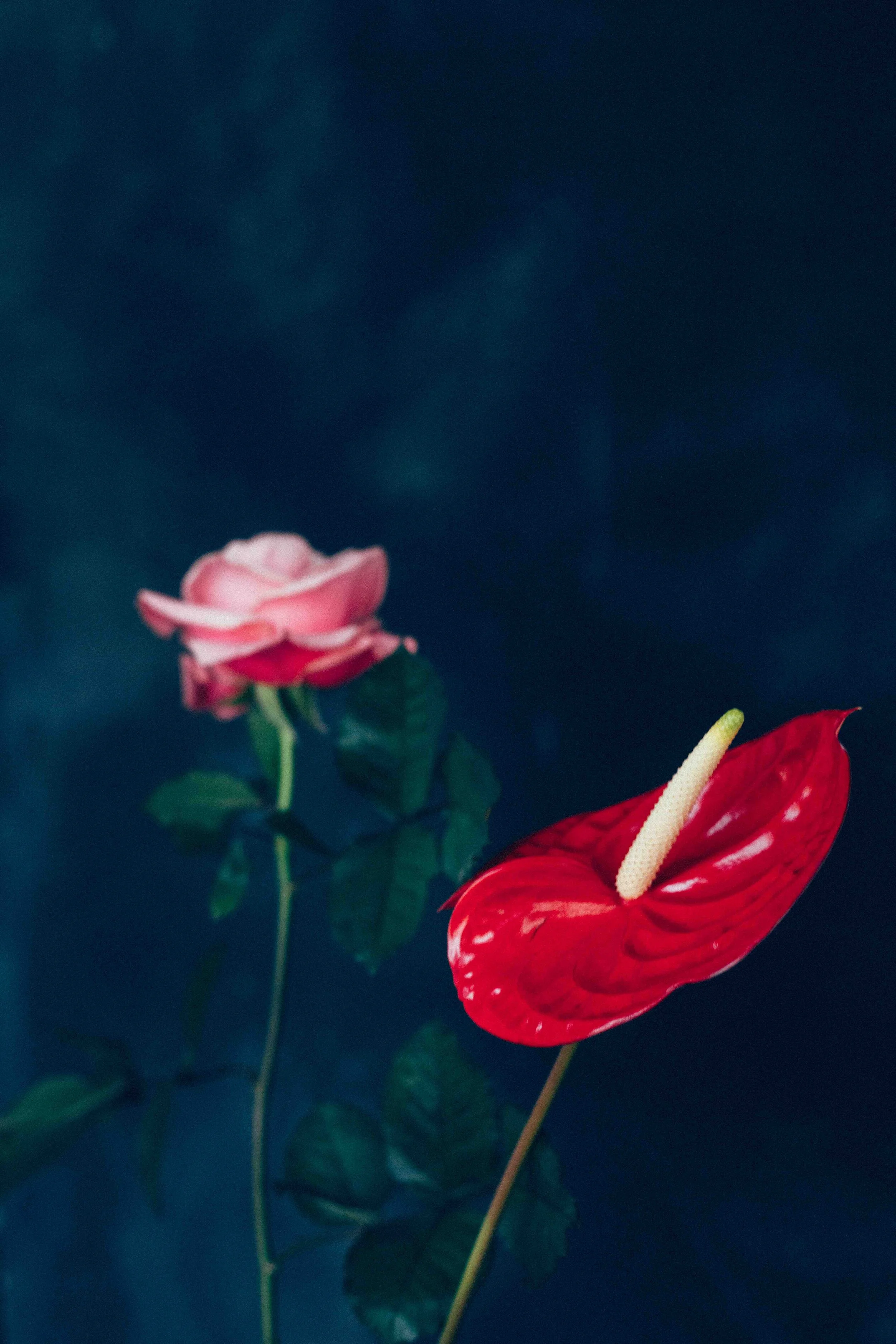 botanical prints-5086 copy.jpg
