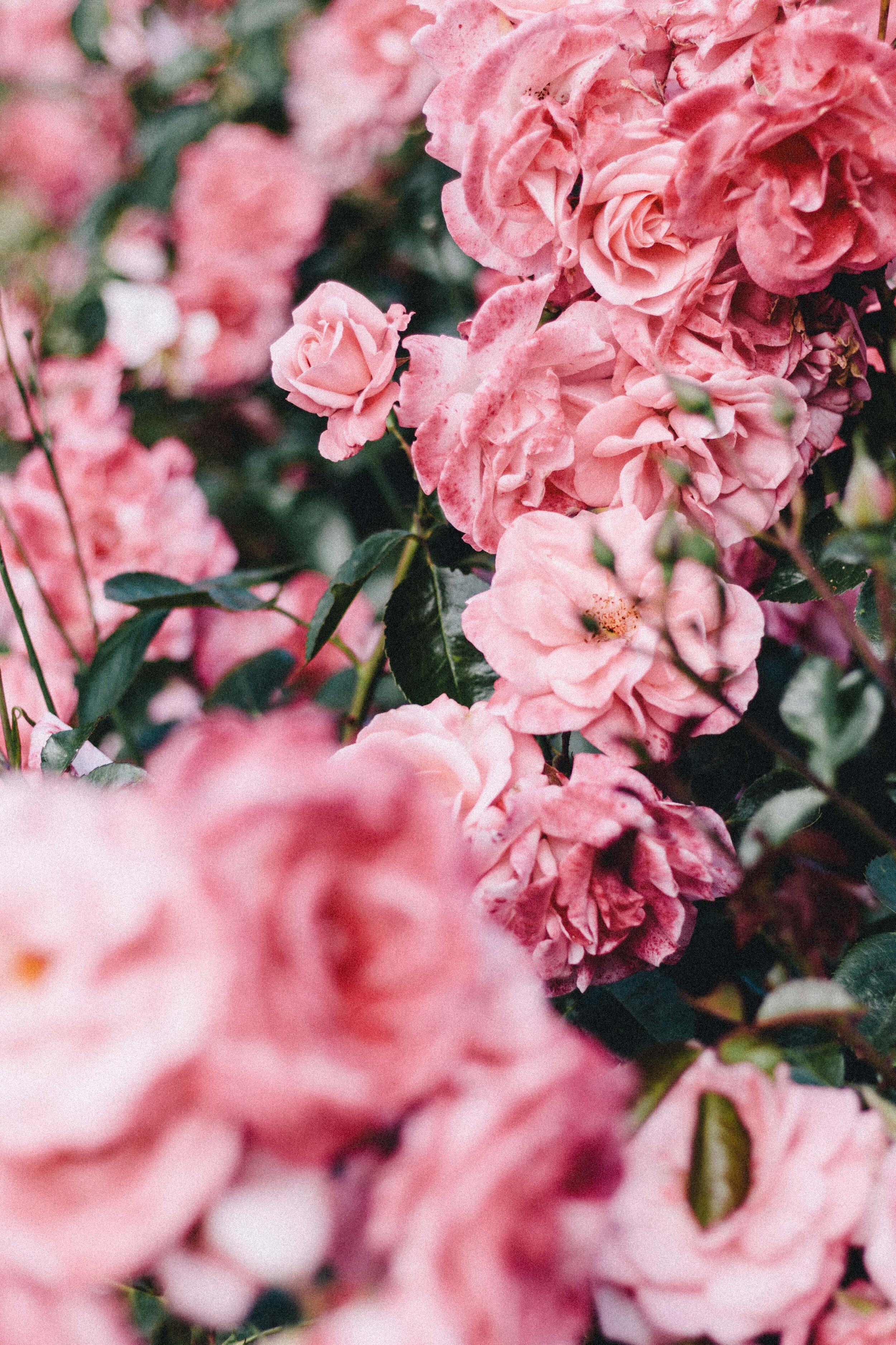 rose in greenwich-1362 copy.jpg