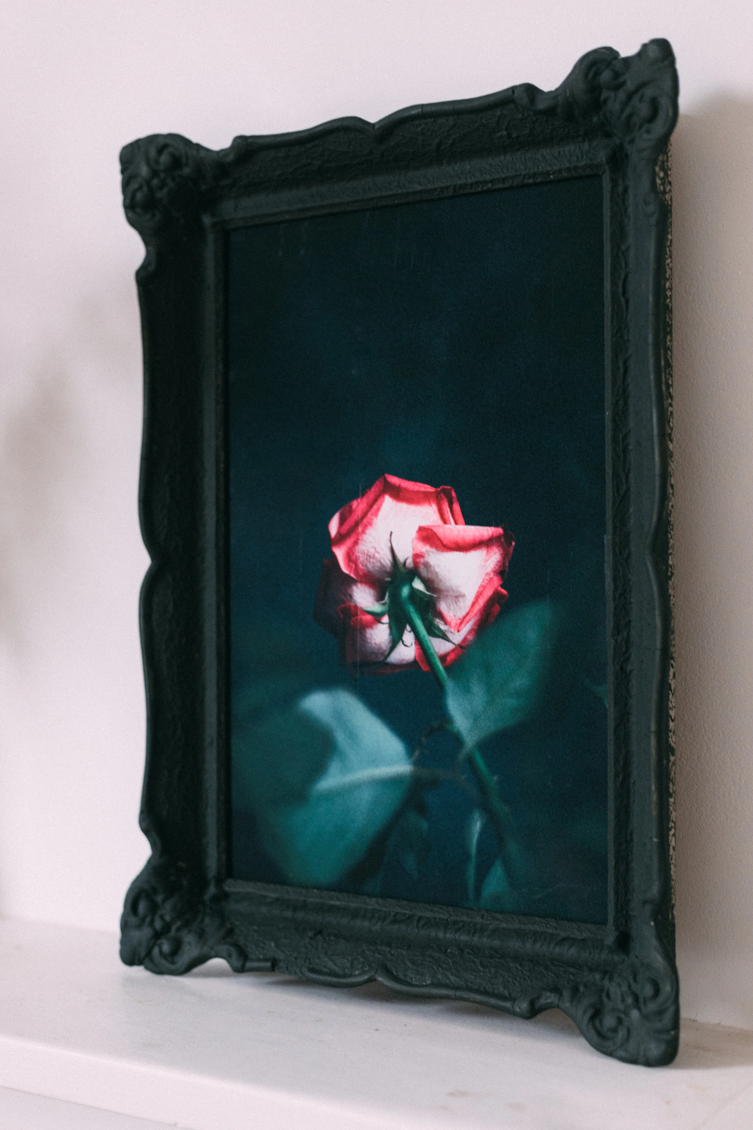 portrait of a rose marketing-4173.jpg